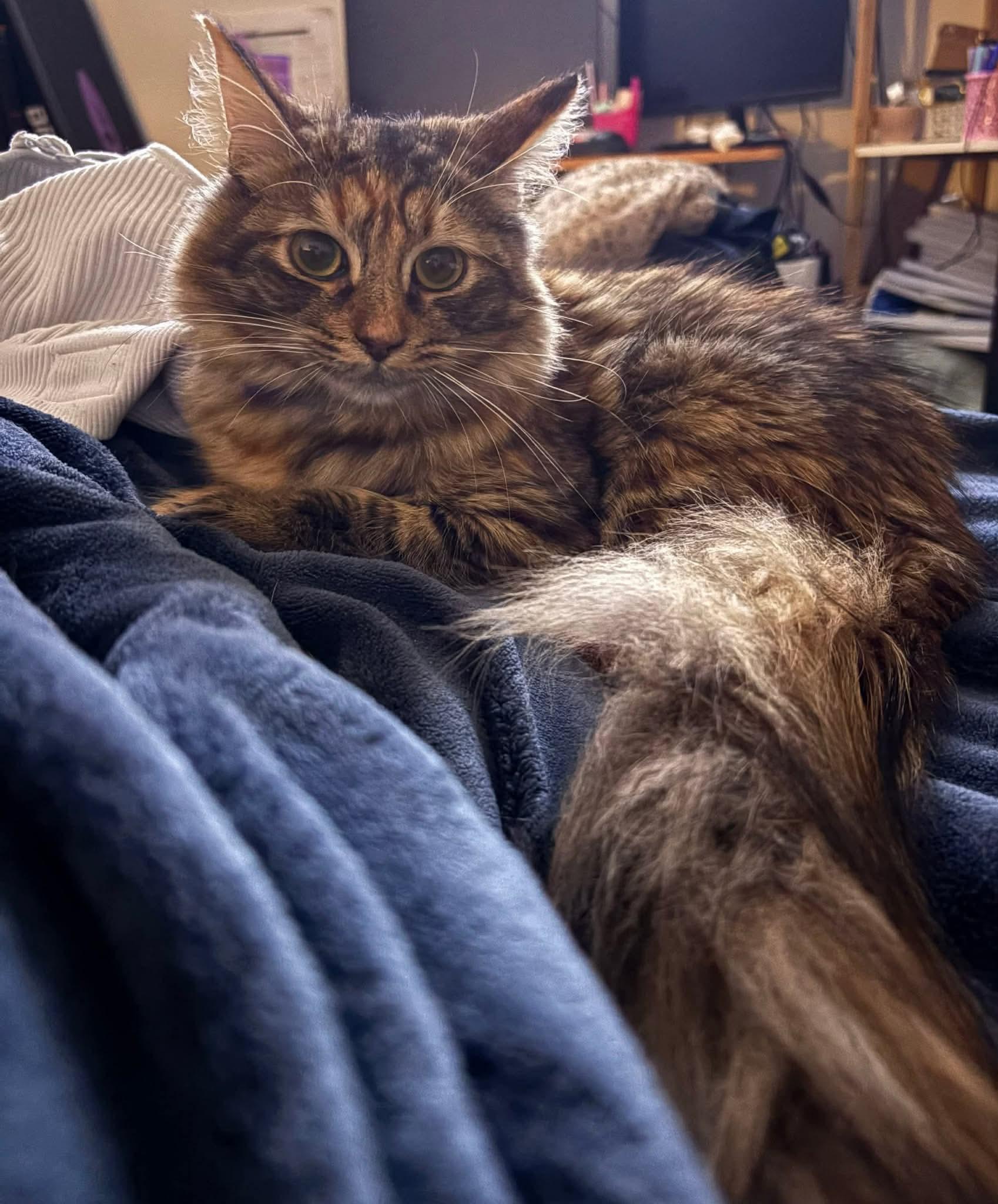 Mia, an adopted Domestic Long Hair in Terrebonne, QC image 4/6