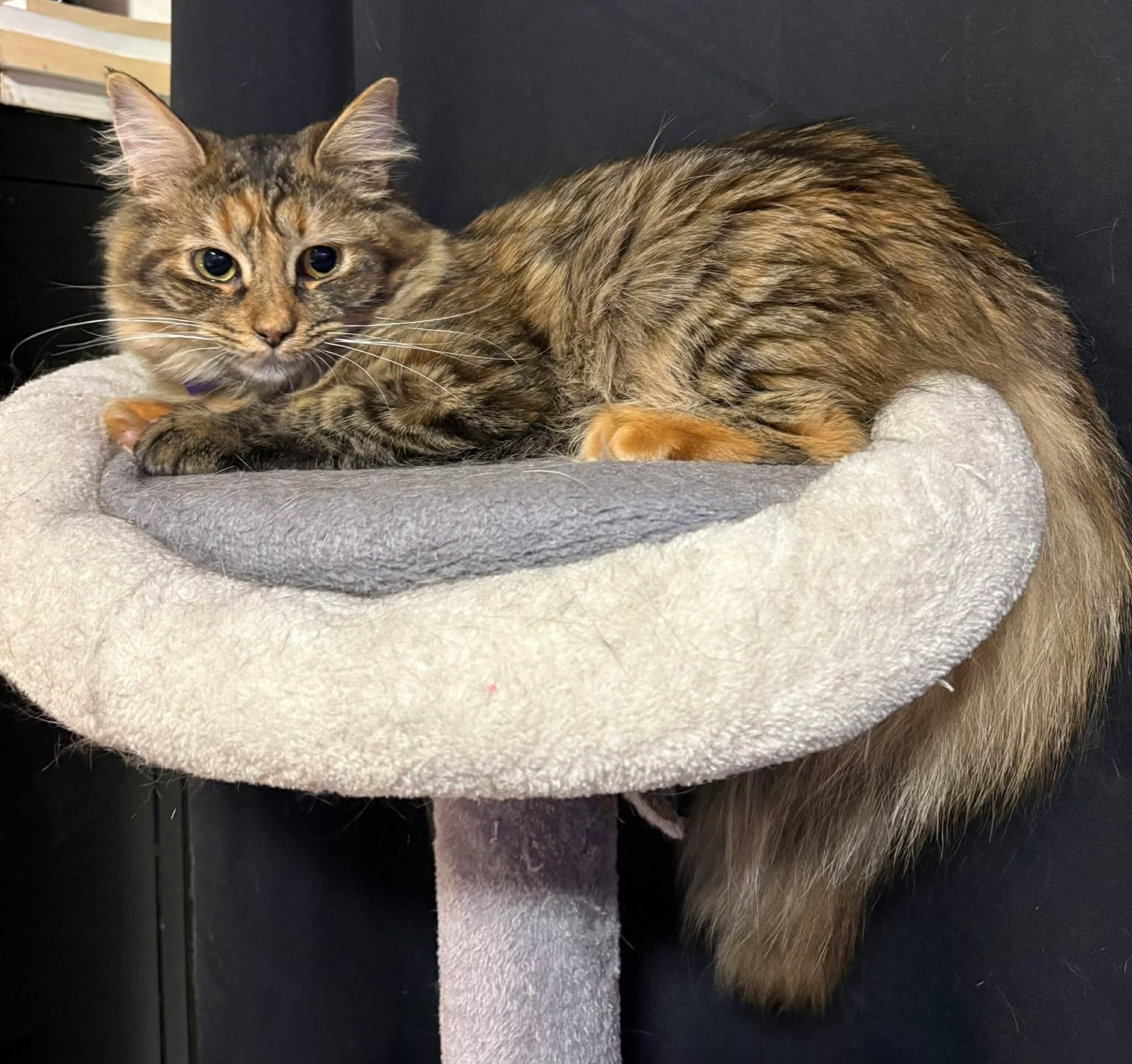 Mia, an adopted Domestic Long Hair in Terrebonne, QC image 2/6
