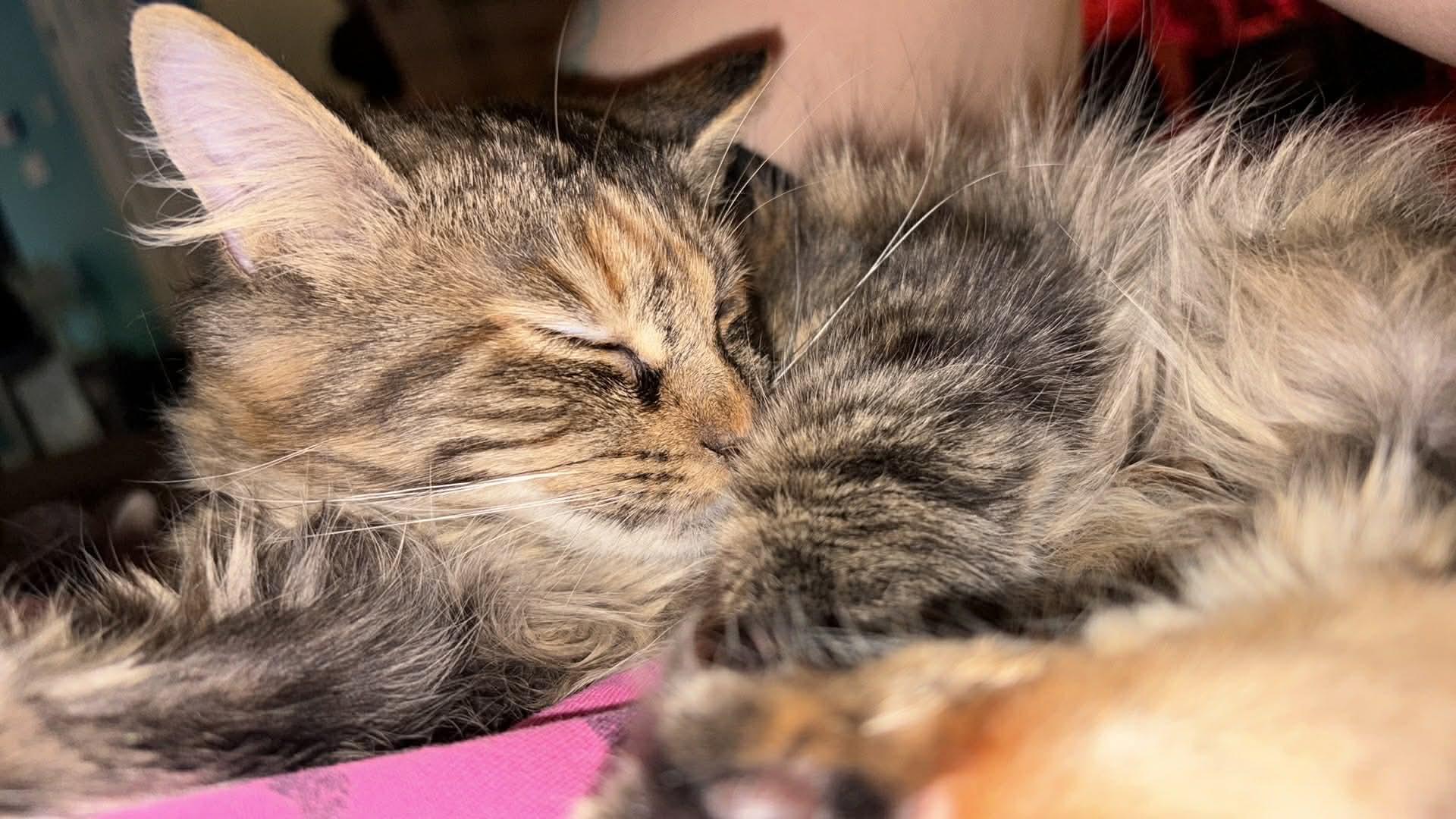 Mia, an adopted Domestic Long Hair in Terrebonne, QC image 3/6