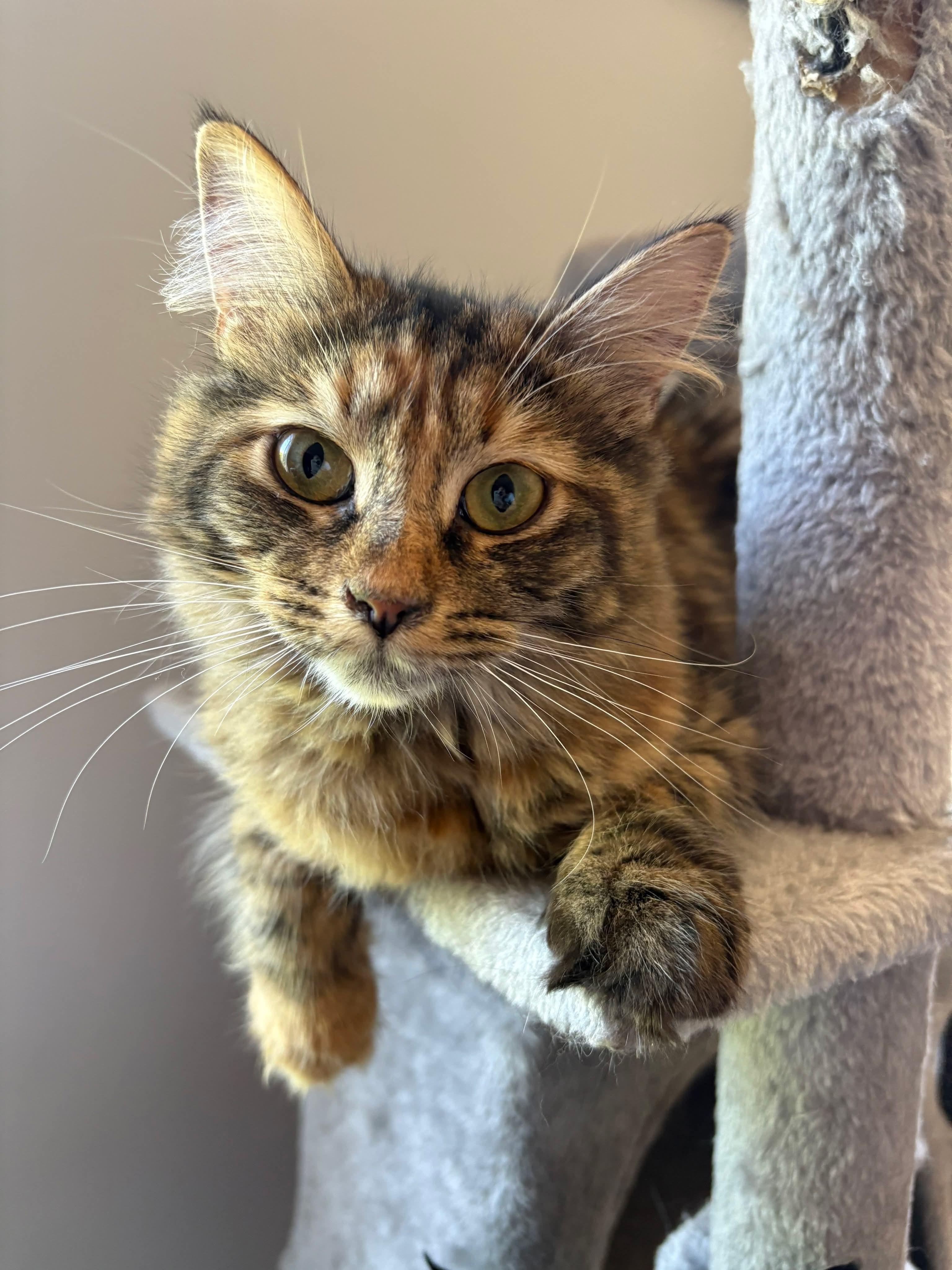 Mia, adopted, Young Female Domestic Long Hair.