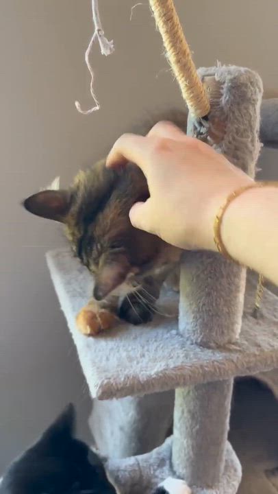Enlarge Mia, an adopted Domestic Long Hair in Terrebonne, QC video 6/6