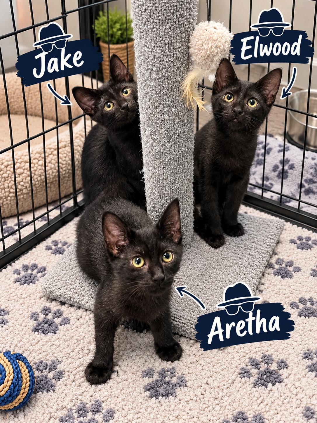 Enlarge Jake Elwood Aretha, a Adoptable Domestic Short Hair in Murrells Inlet, SC image 1/1