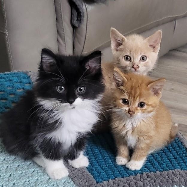 Enlarge Tucker, a ADOPTABLE Domestic Long Hair in Minneapolis, MN image 3/3