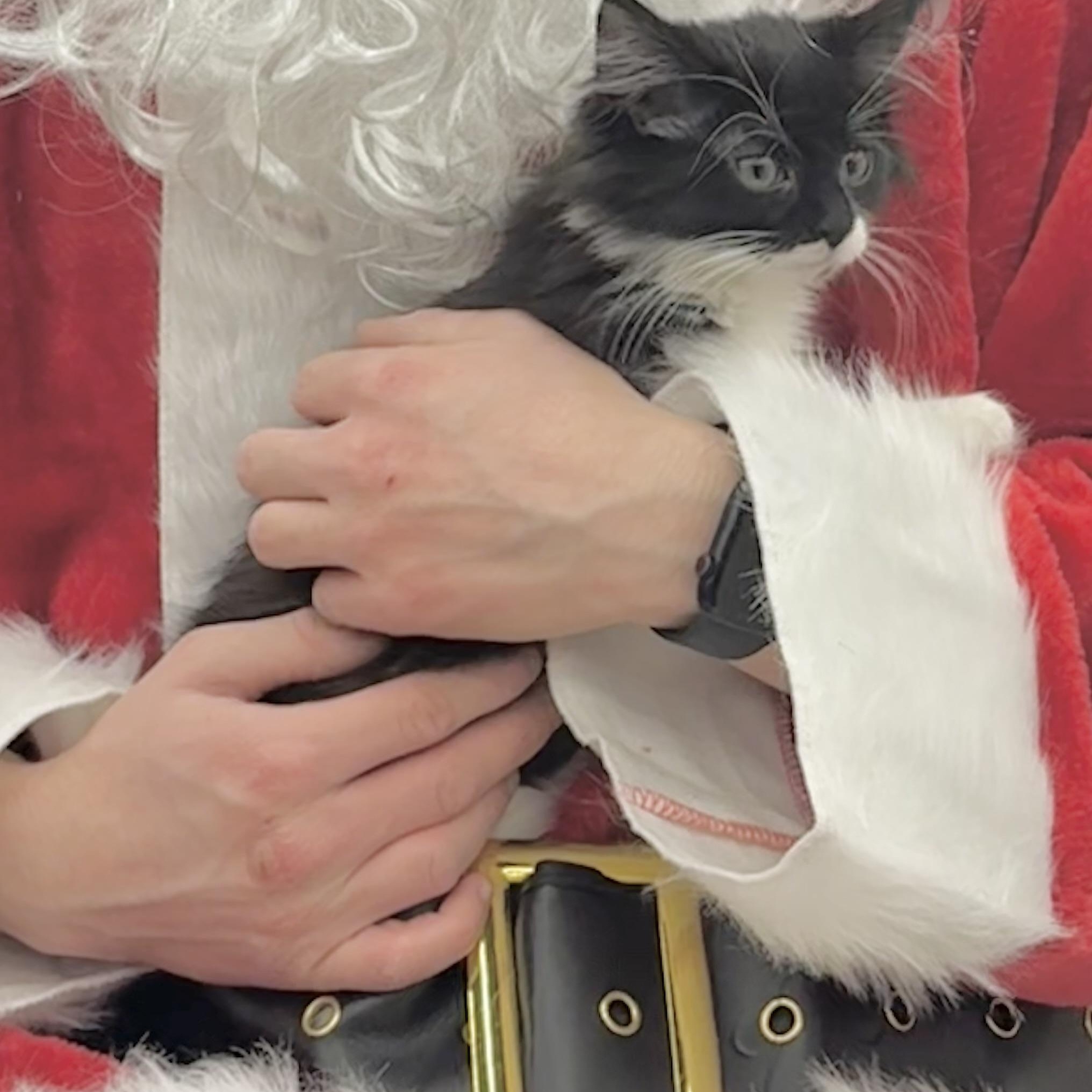 Enlarge Tucker, a ADOPTABLE Domestic Long Hair in Minneapolis, MN image 1/3