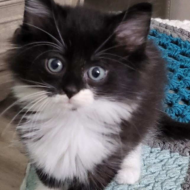 Enlarge Tucker, a ADOPTABLE Domestic Long Hair in Minneapolis, MN image 2/3