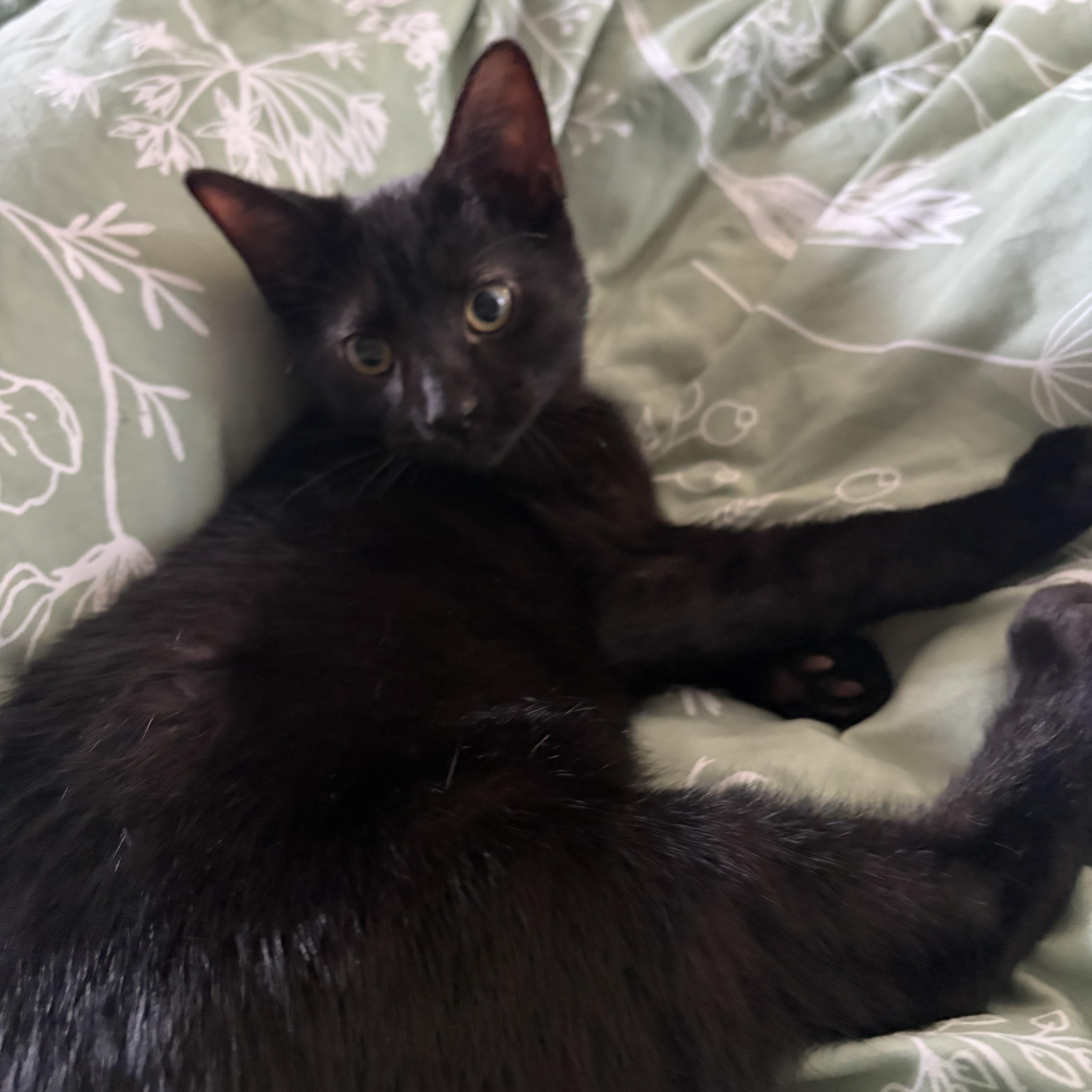 Enlarge Echo, a Adoptable Domestic Short Hair in Campbellsville, KY image 4/6