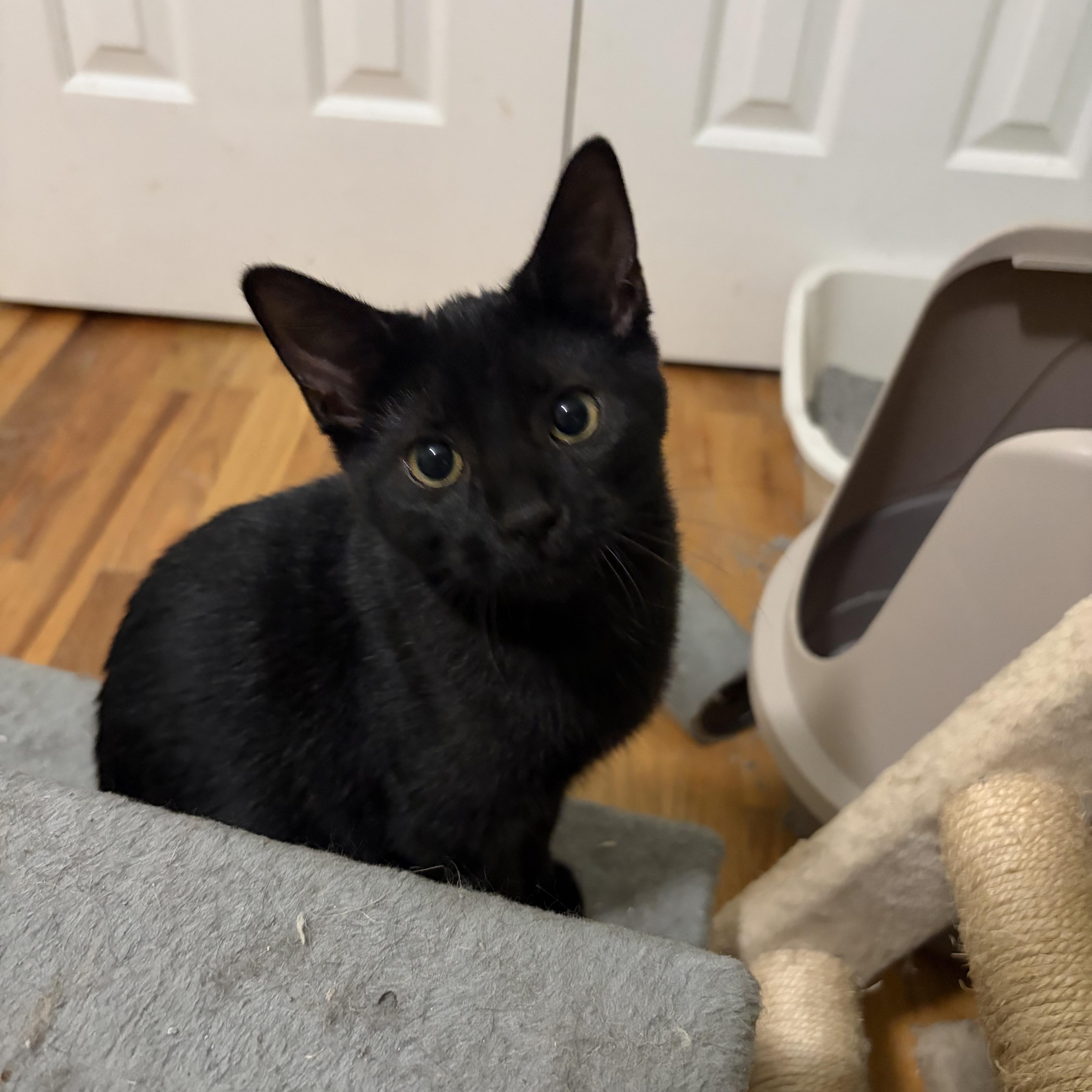 Enlarge Echo, a Adoptable Domestic Short Hair in Campbellsville, KY image 2/6