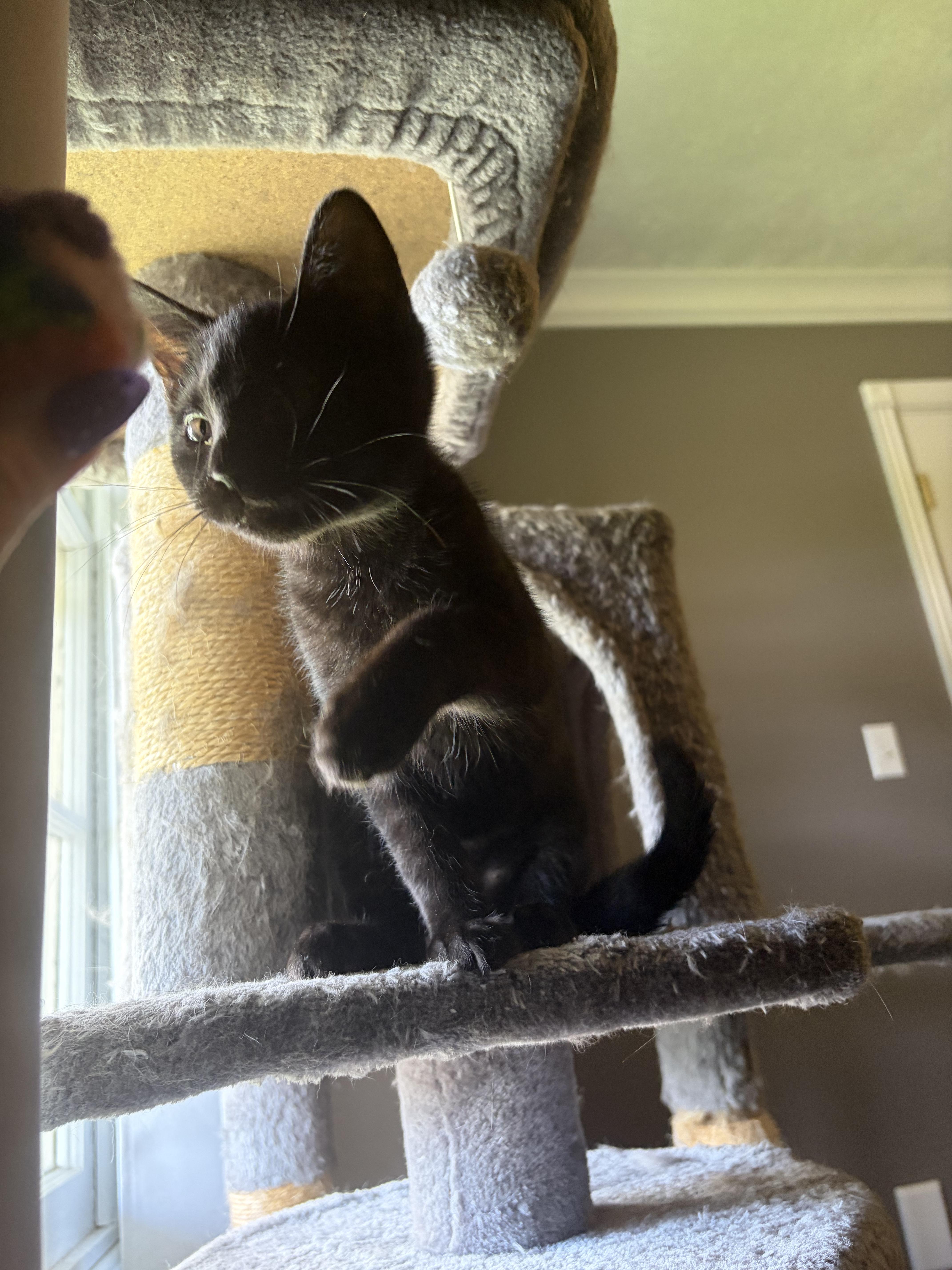 Enlarge Echo, a Adoptable Domestic Short Hair in Campbellsville, KY image 3/6