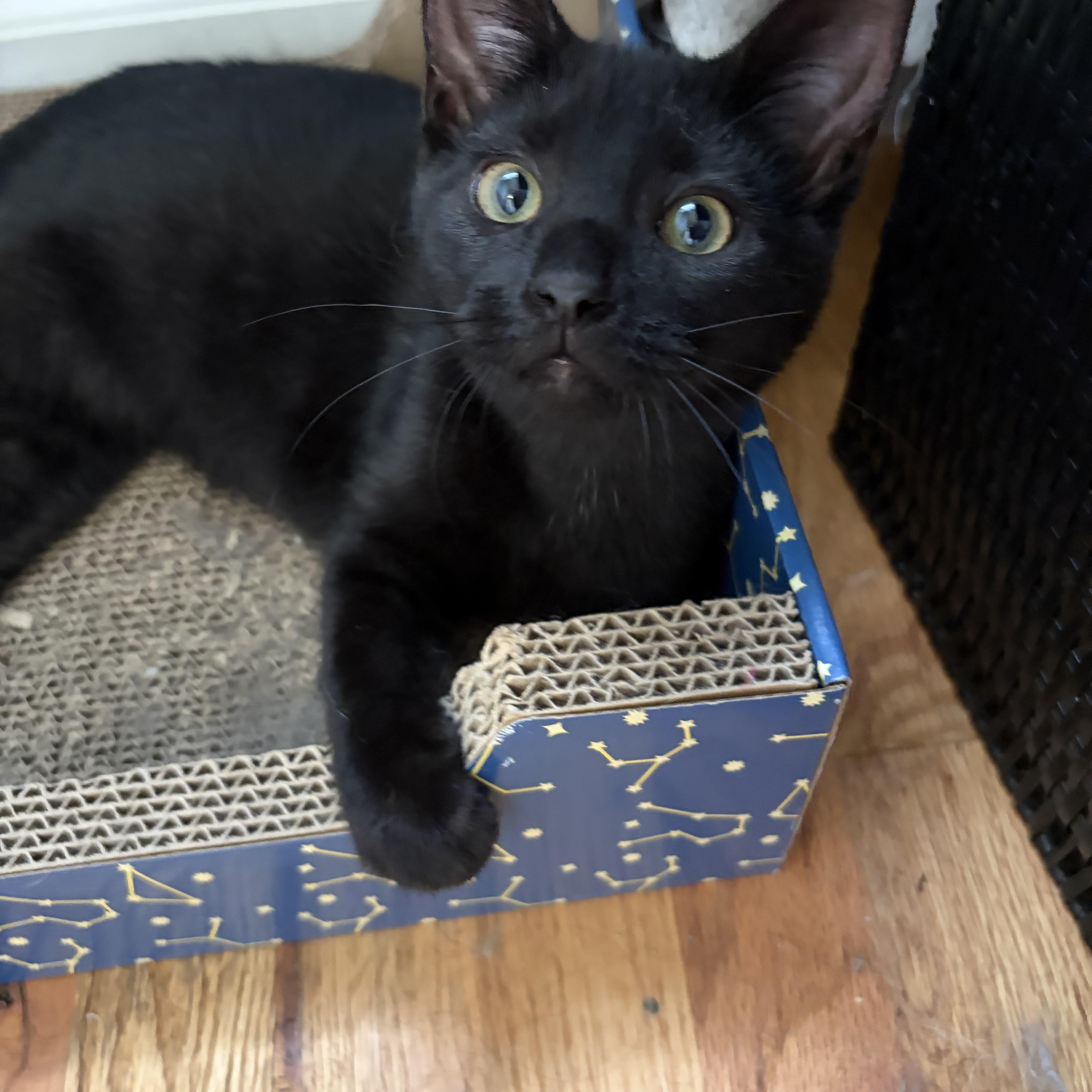 Echo, Adoptable, Kitten Female Domestic Short Hair.