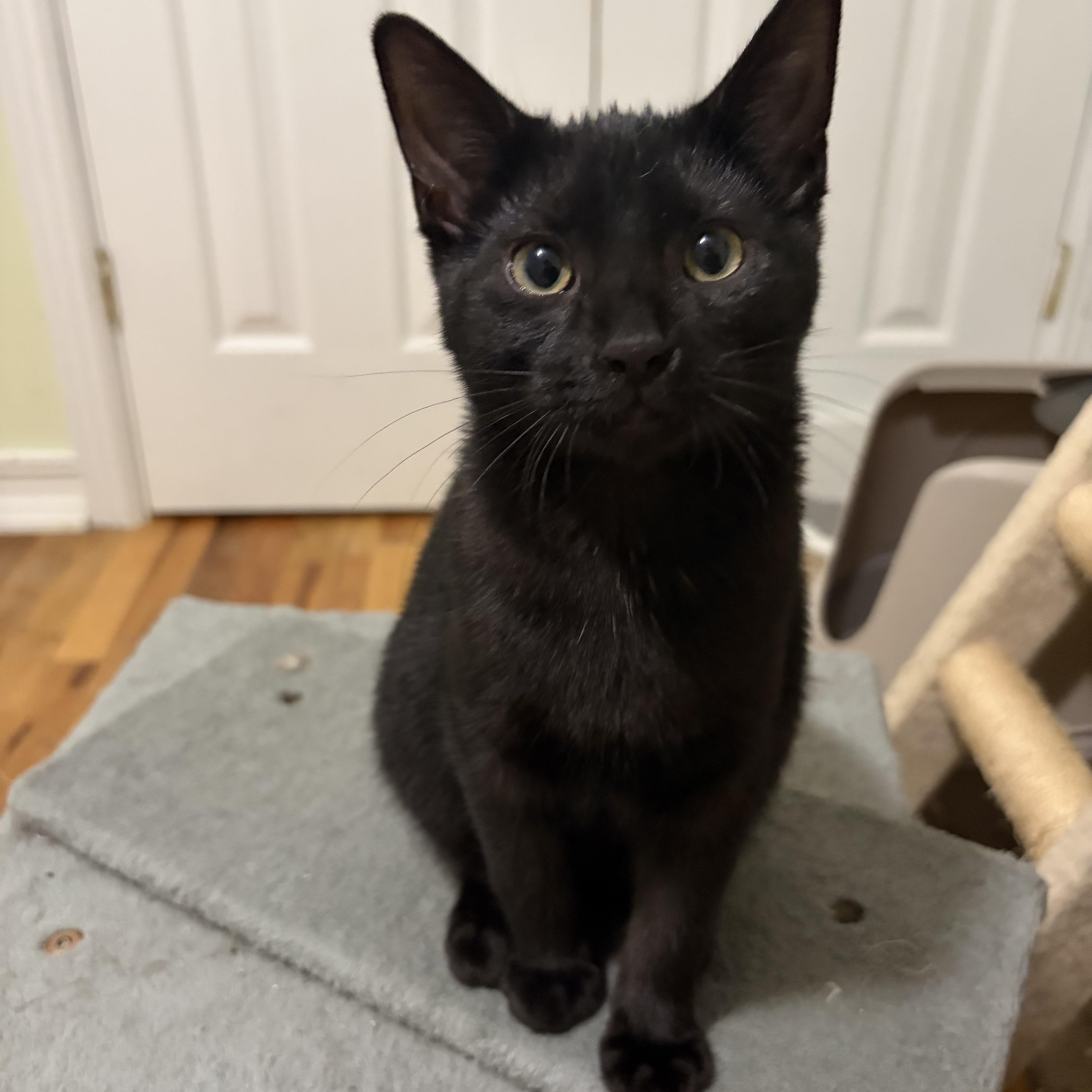 Enlarge Echo, a Adoptable Domestic Short Hair in Campbellsville, KY image 6/6