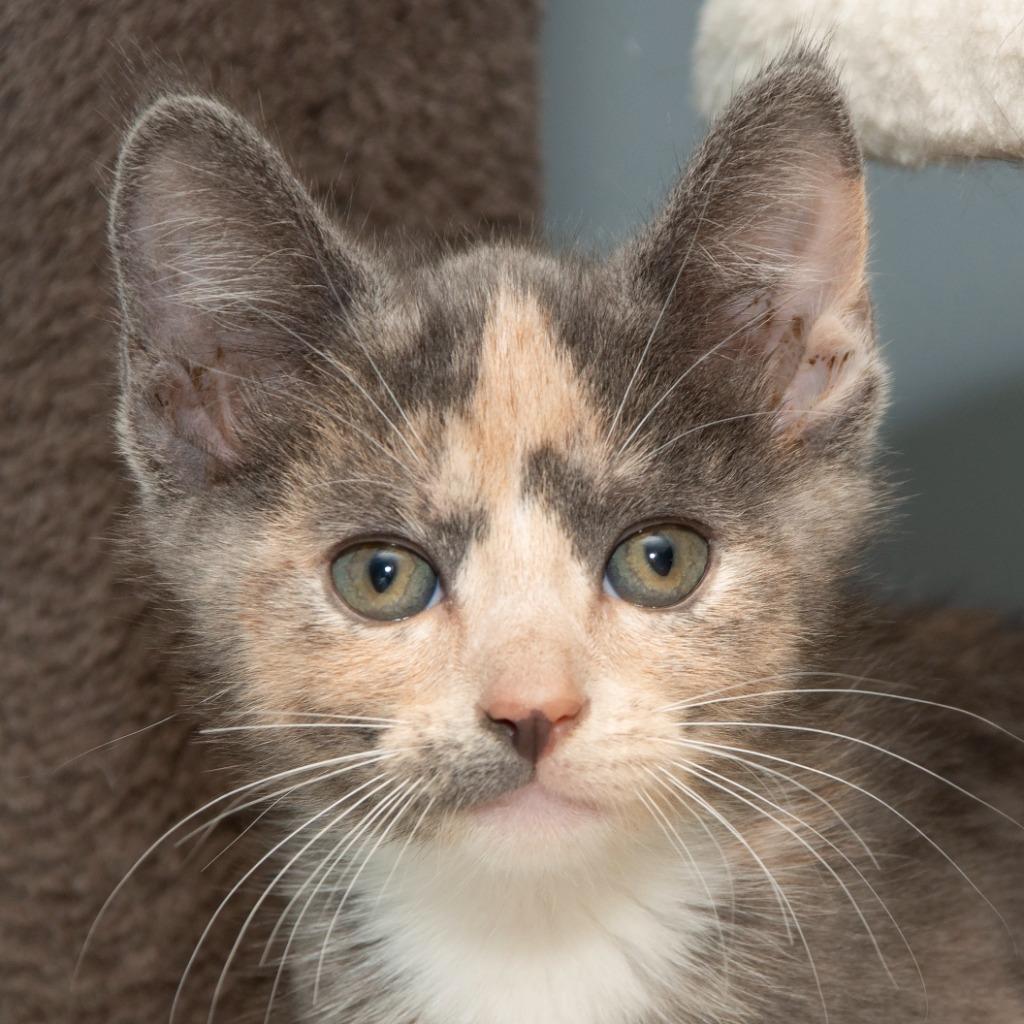 Pearl, Adoptable, Kitten Female Domestic Medium Hair.