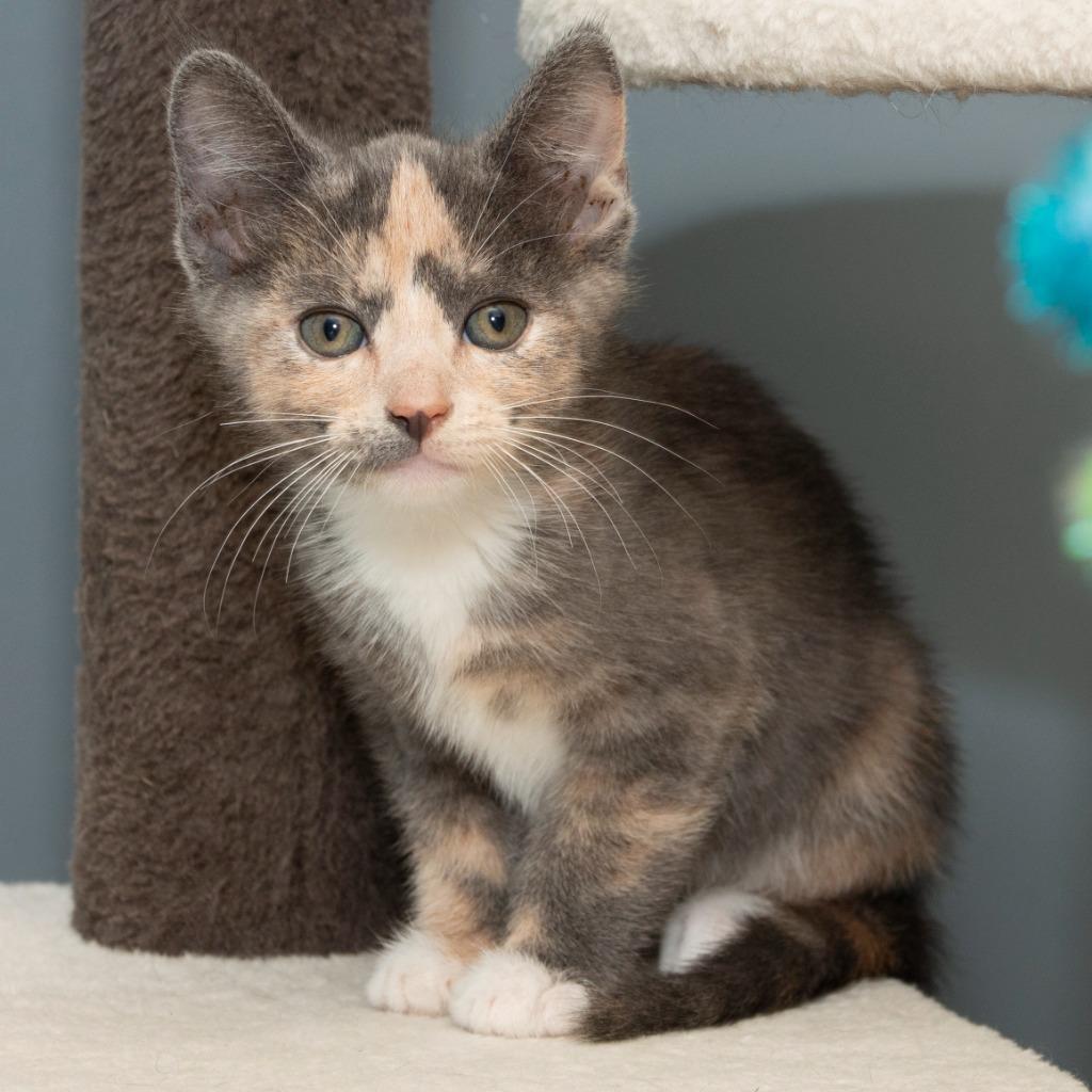 Enlarge Pearl, a Adoptable Domestic Medium Hair in Troy, OH image 2/2