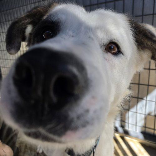 Edison, Adoptable, Adult Male Great Pyrenees & Mixed Breed.