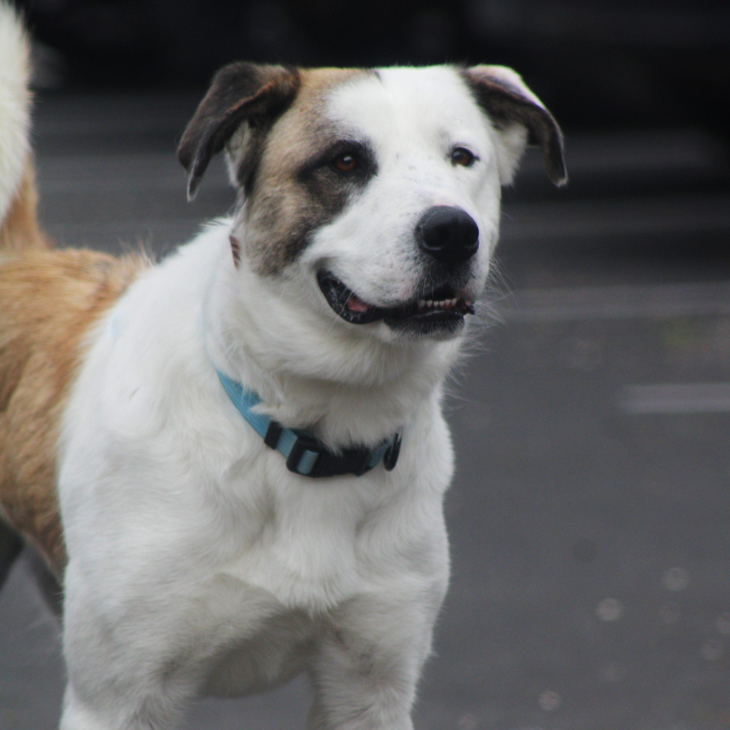 Enlarge Edison, a Adoptable mixed breed in Grand Junction, CO image 2/6