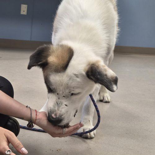 Enlarge Edison, a Adoptable mixed breed in Grand Junction, CO image 2/6