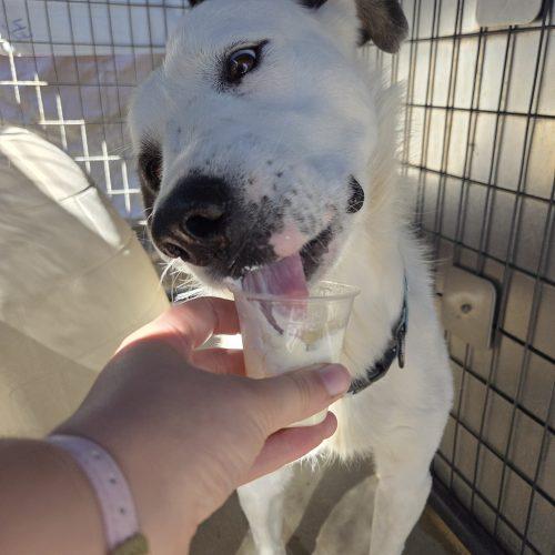 Enlarge Edison, a Adoptable mixed breed in Grand Junction, CO image 3/6