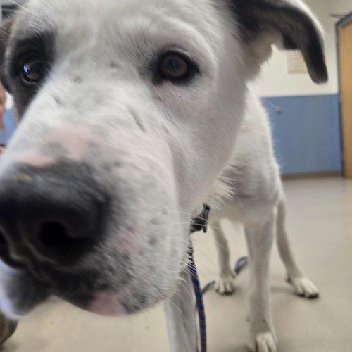 Enlarge Edison, a Adoptable mixed breed in Grand Junction, CO image 4/6