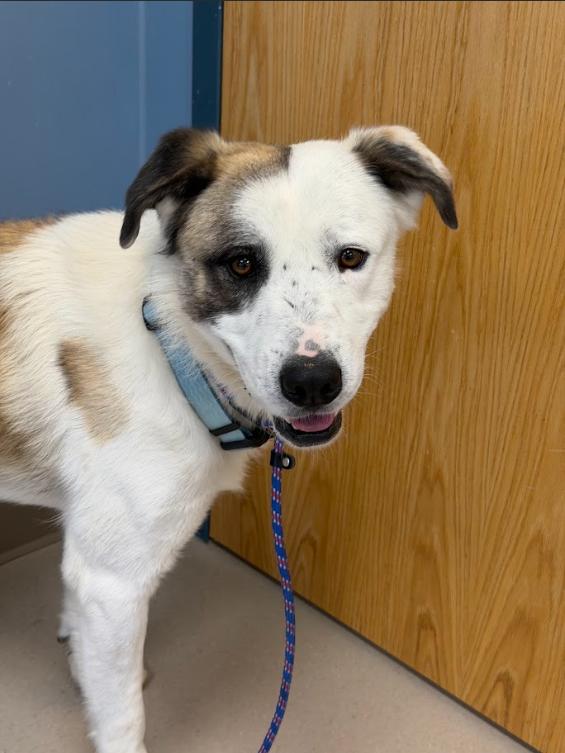 Enlarge Edison, a Adoptable mixed breed in Grand Junction, CO image 5/6