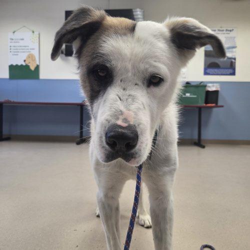 Enlarge Edison, a Adoptable mixed breed in Grand Junction, CO image 6/6