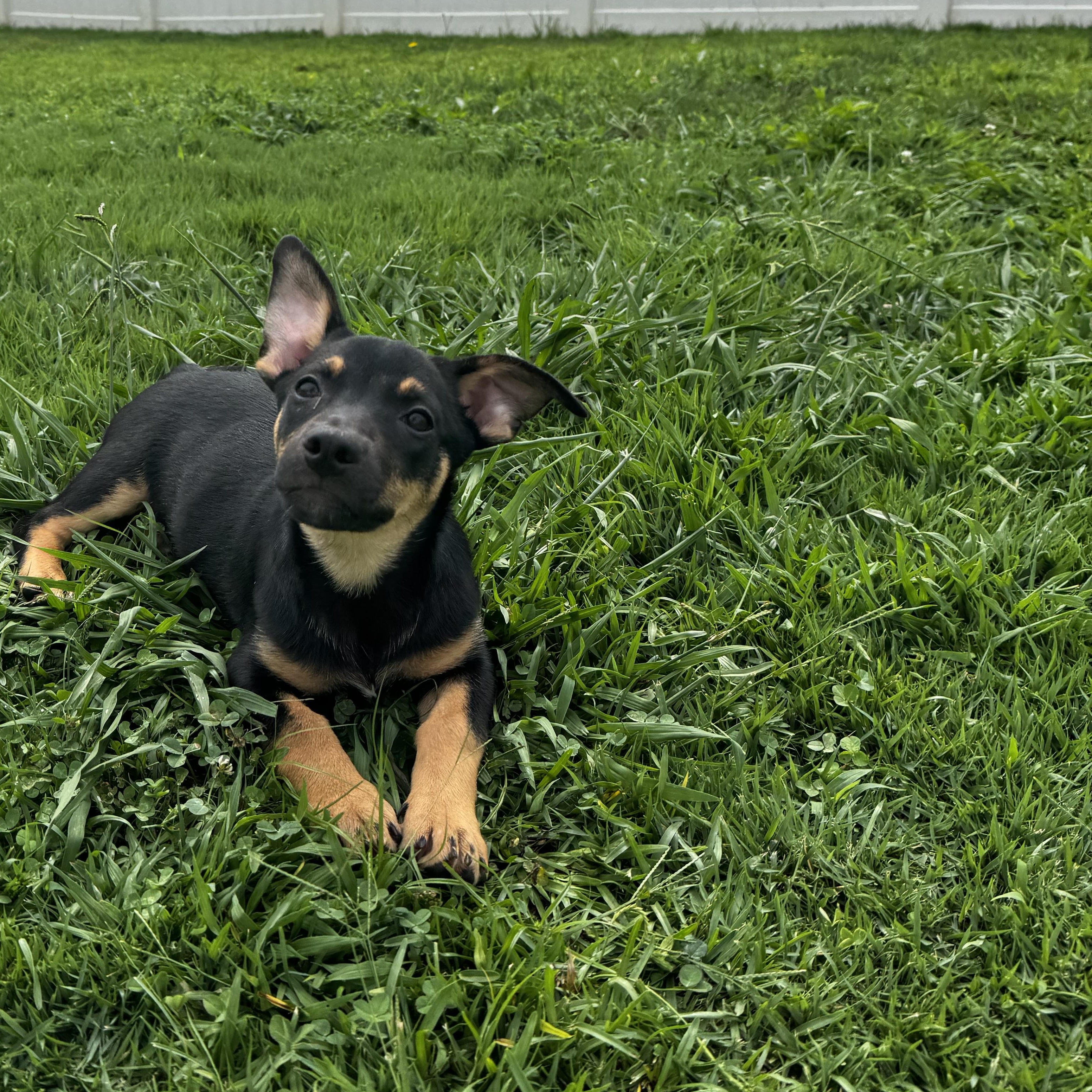 Enlarge Moira, a Adopted mixed breed in Rock Hill, SC image 4/6