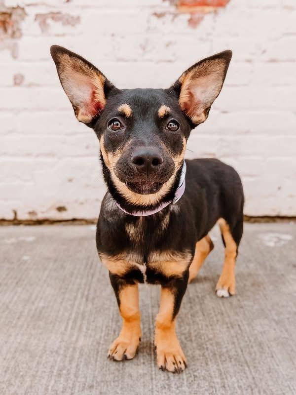 Enlarge Moira, a Adopted mixed breed in Rock Hill, SC image 1/6