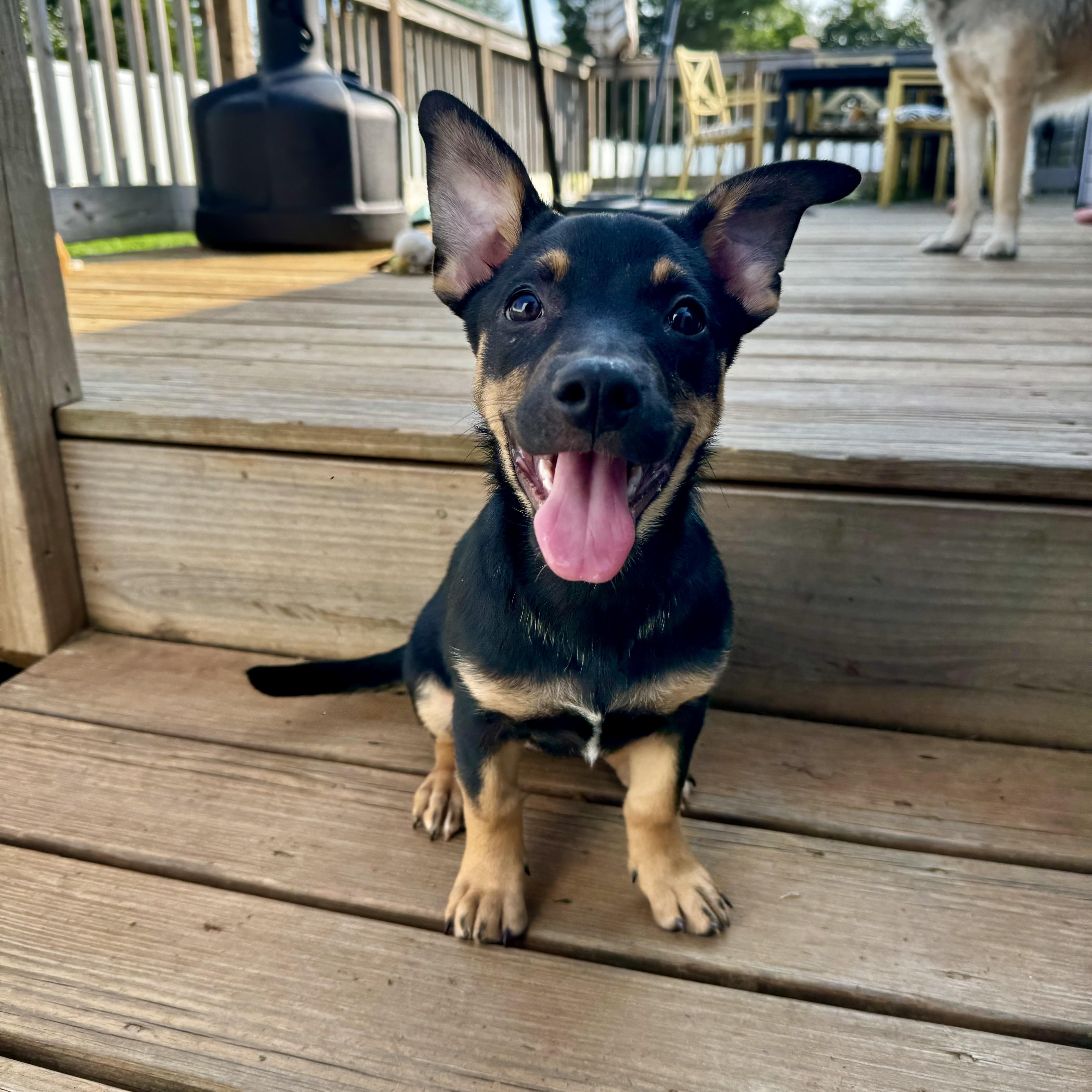 Moira, ADOPTABLE, Puppy Female Australian Kelpie & Mixed Breed.