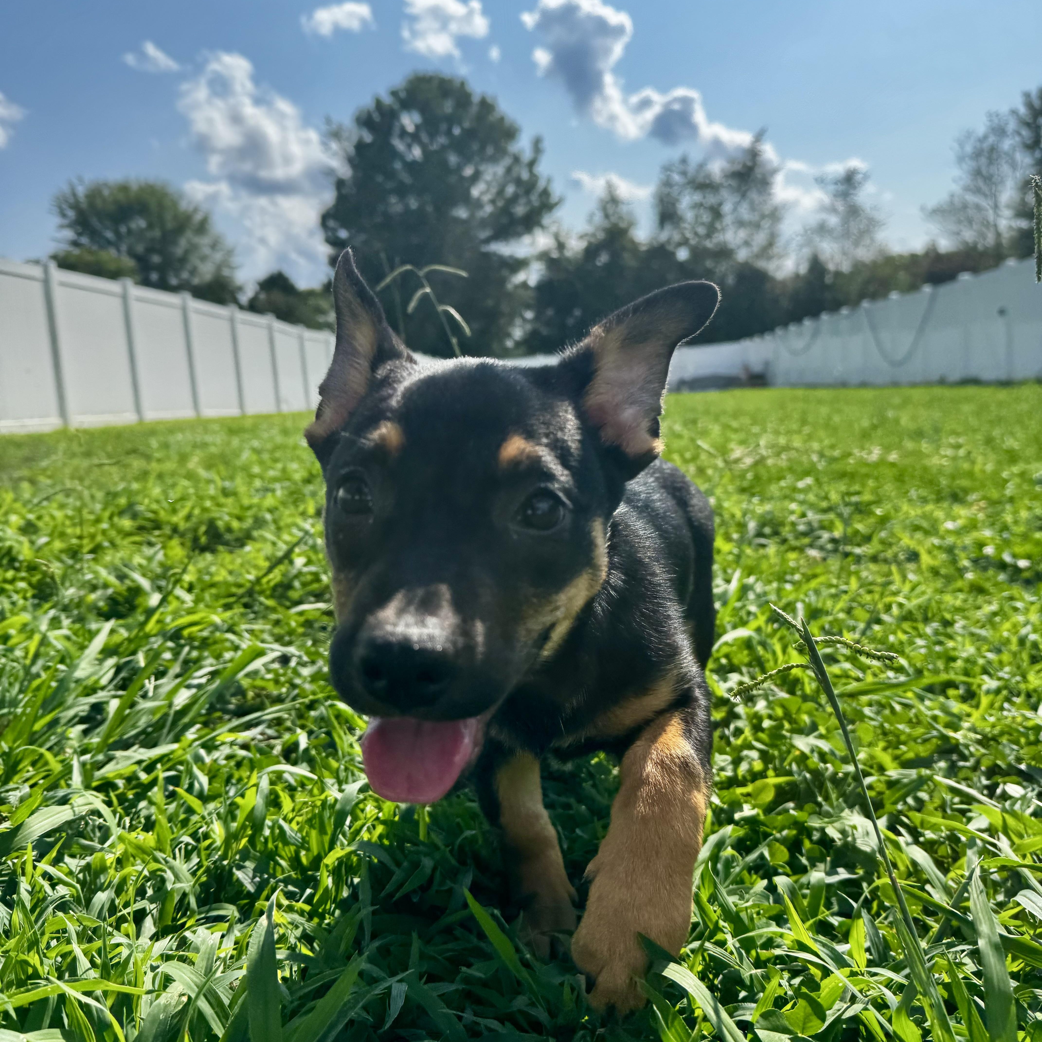 Enlarge Moira, a Adopted mixed breed in Rock Hill, SC image 5/6