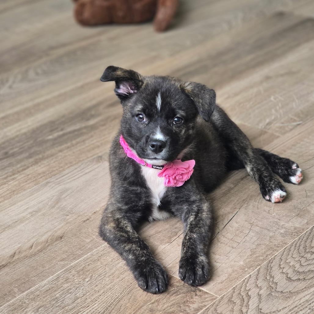 Faith, Adoptable, Puppy Female Mixed Breed.