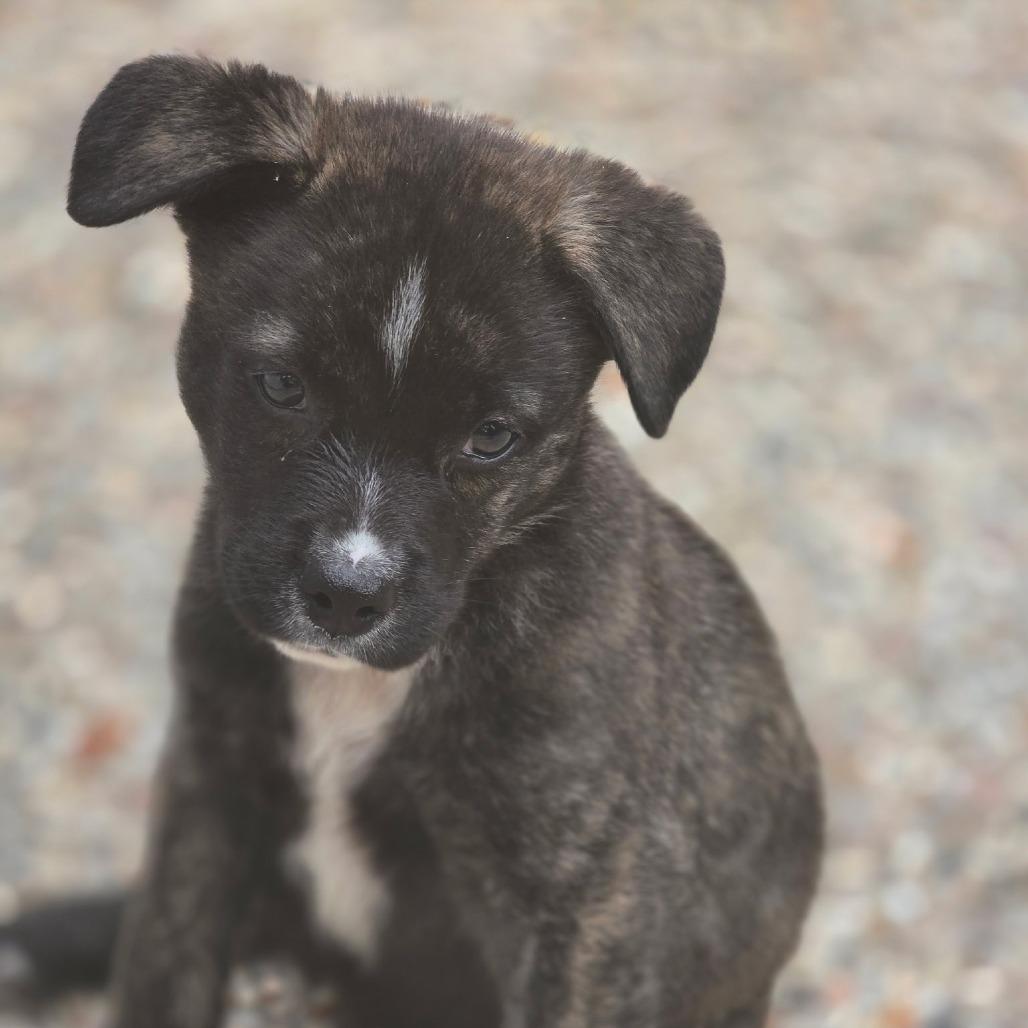 Faith, a Adoptable Mixed Breed in Spring, TX image 2/6