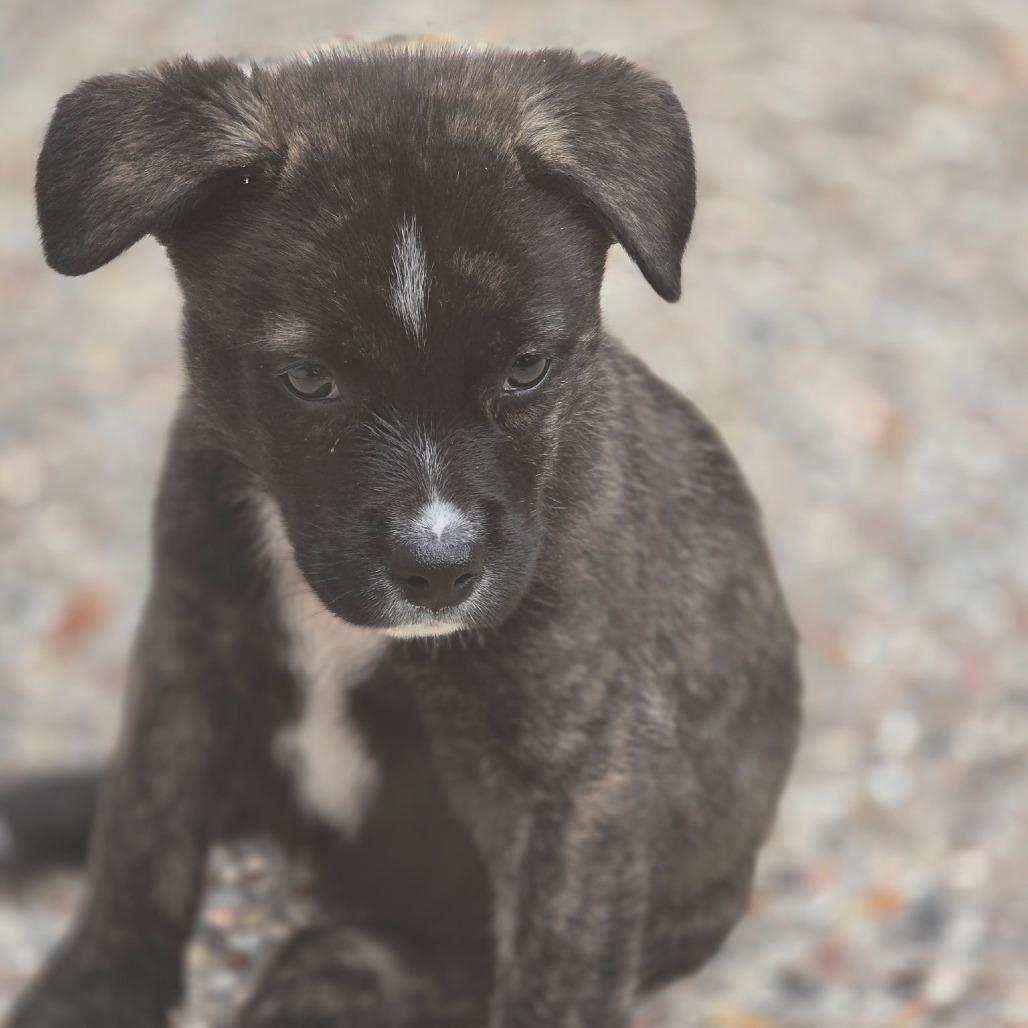 Faith, a Adoptable Mixed Breed in Spring, TX image 3/6