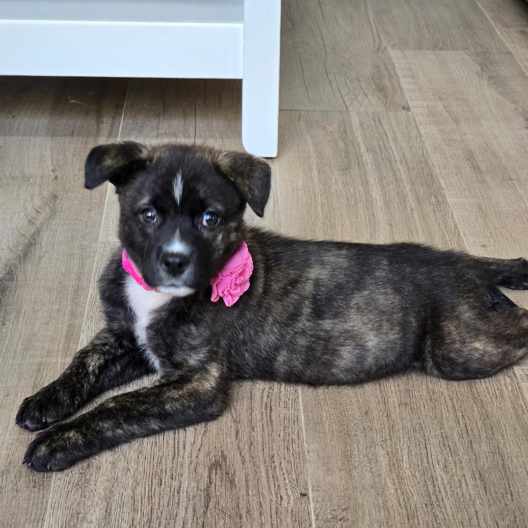 Faith, a Adoptable Mixed Breed in Spring, TX image 4/6