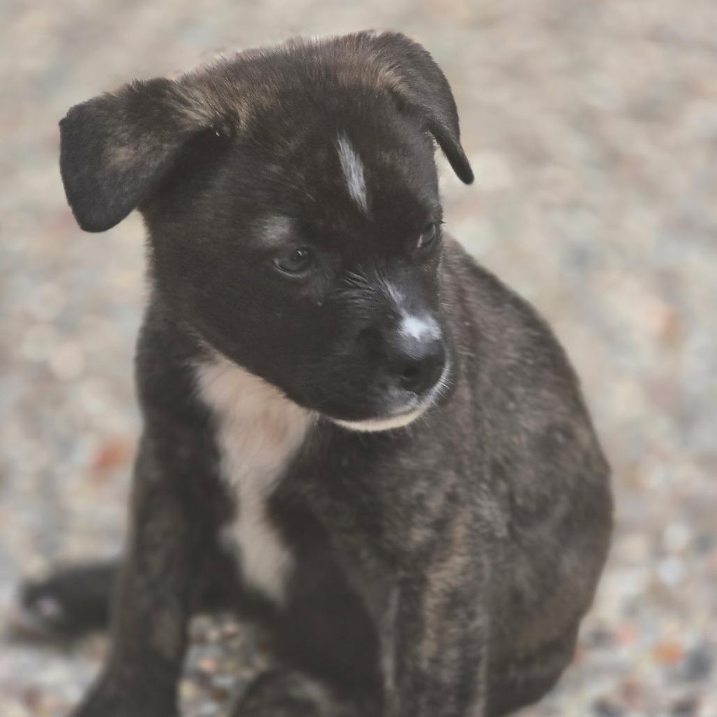 Faith, a Adoptable Mixed Breed in Spring, TX image 5/6