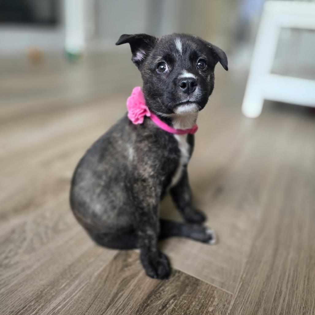 Faith, a Adoptable Mixed Breed in Spring, TX image 6/6