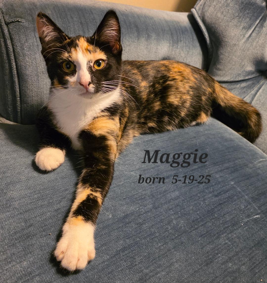 Maggie FFC00288