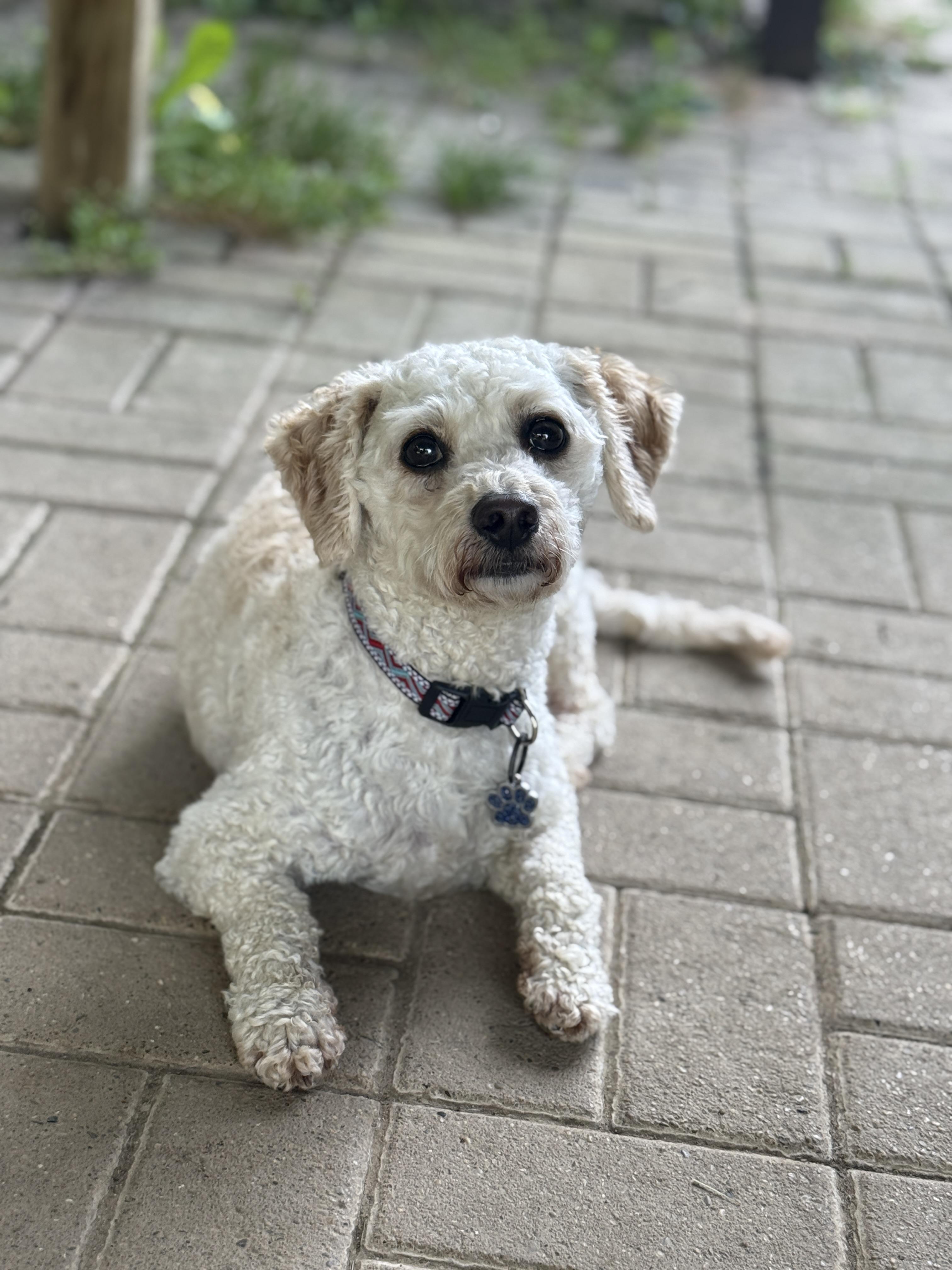 Harrison, an adopted mixed breed in Jeffersonville, IN image 3/5