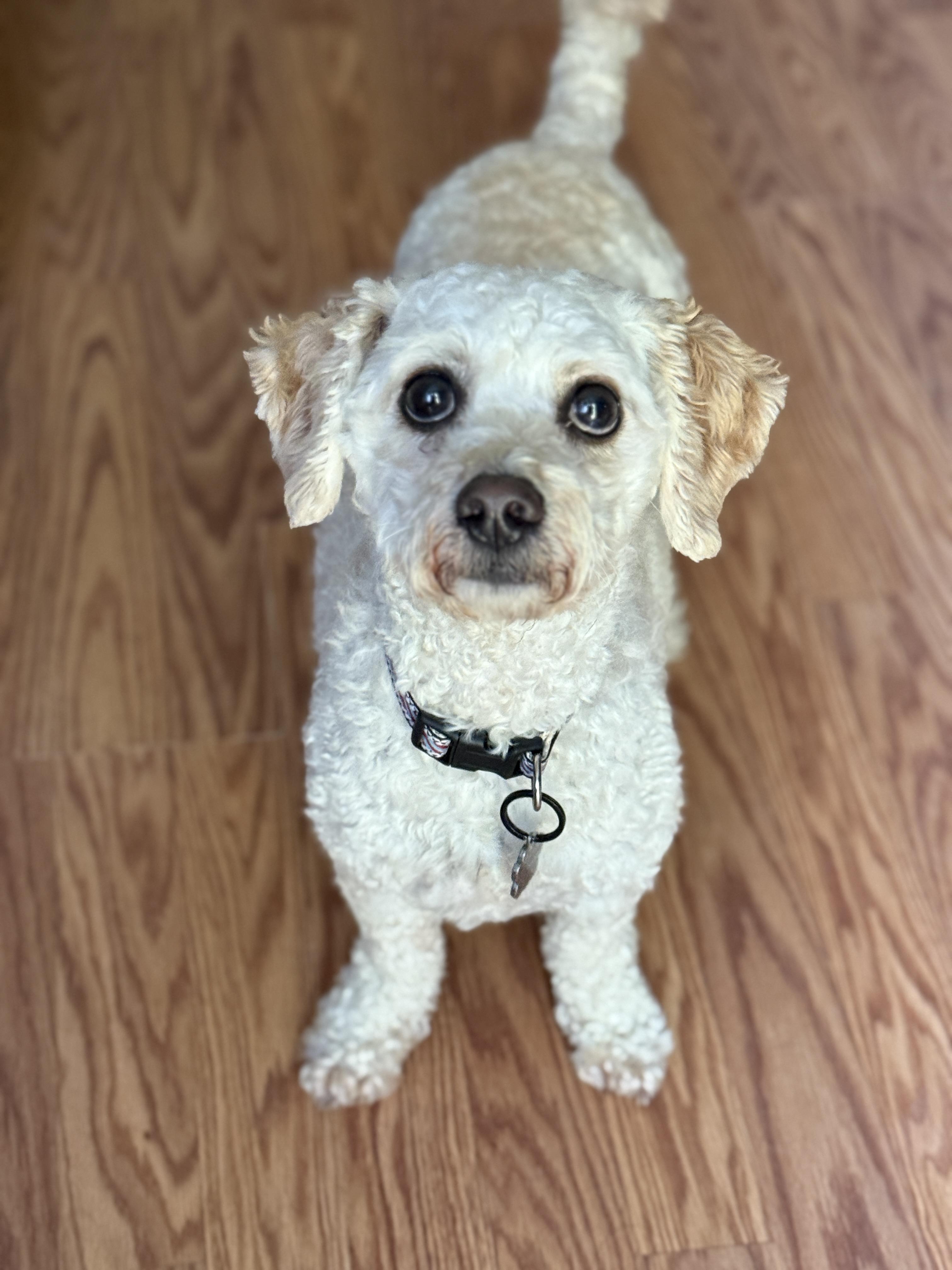 Harrison, an adopted mixed breed in Jeffersonville, IN image 2/5