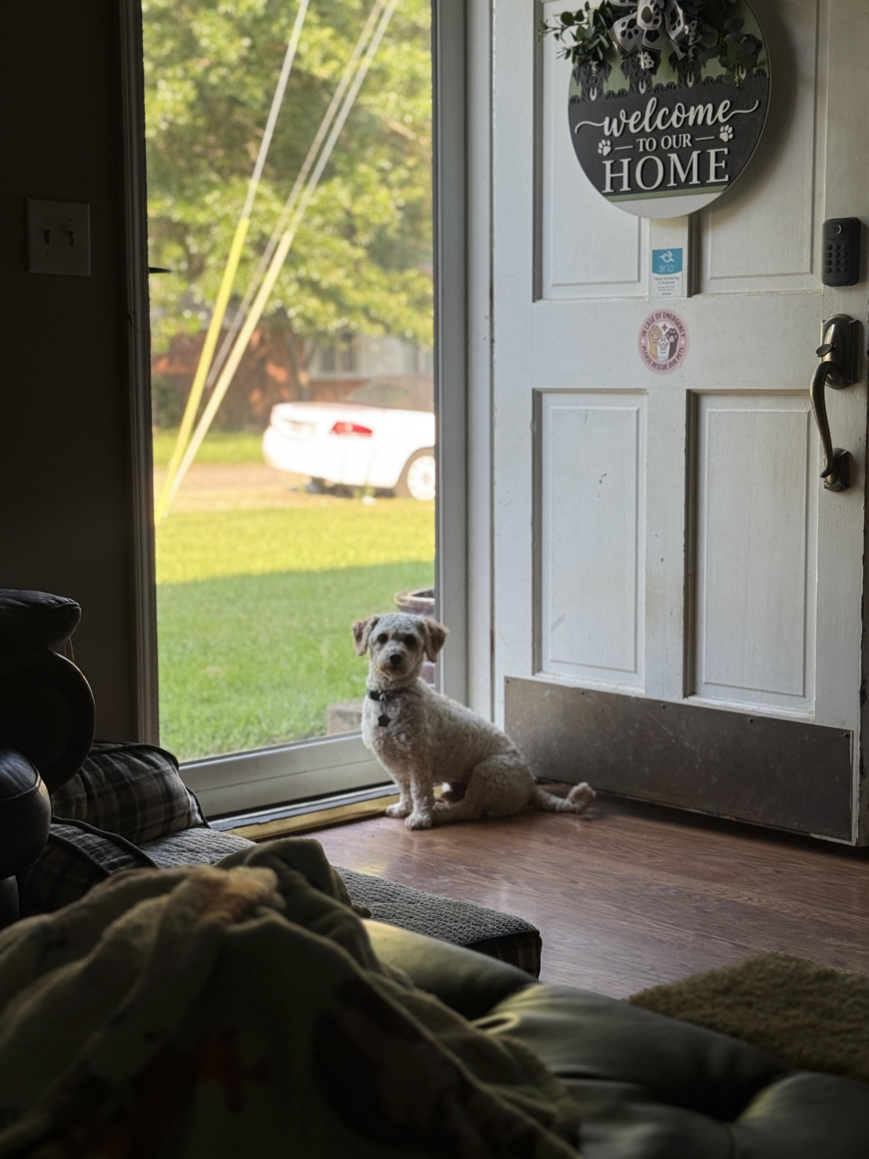 Harrison, an adopted mixed breed in Jeffersonville, IN image 5/5