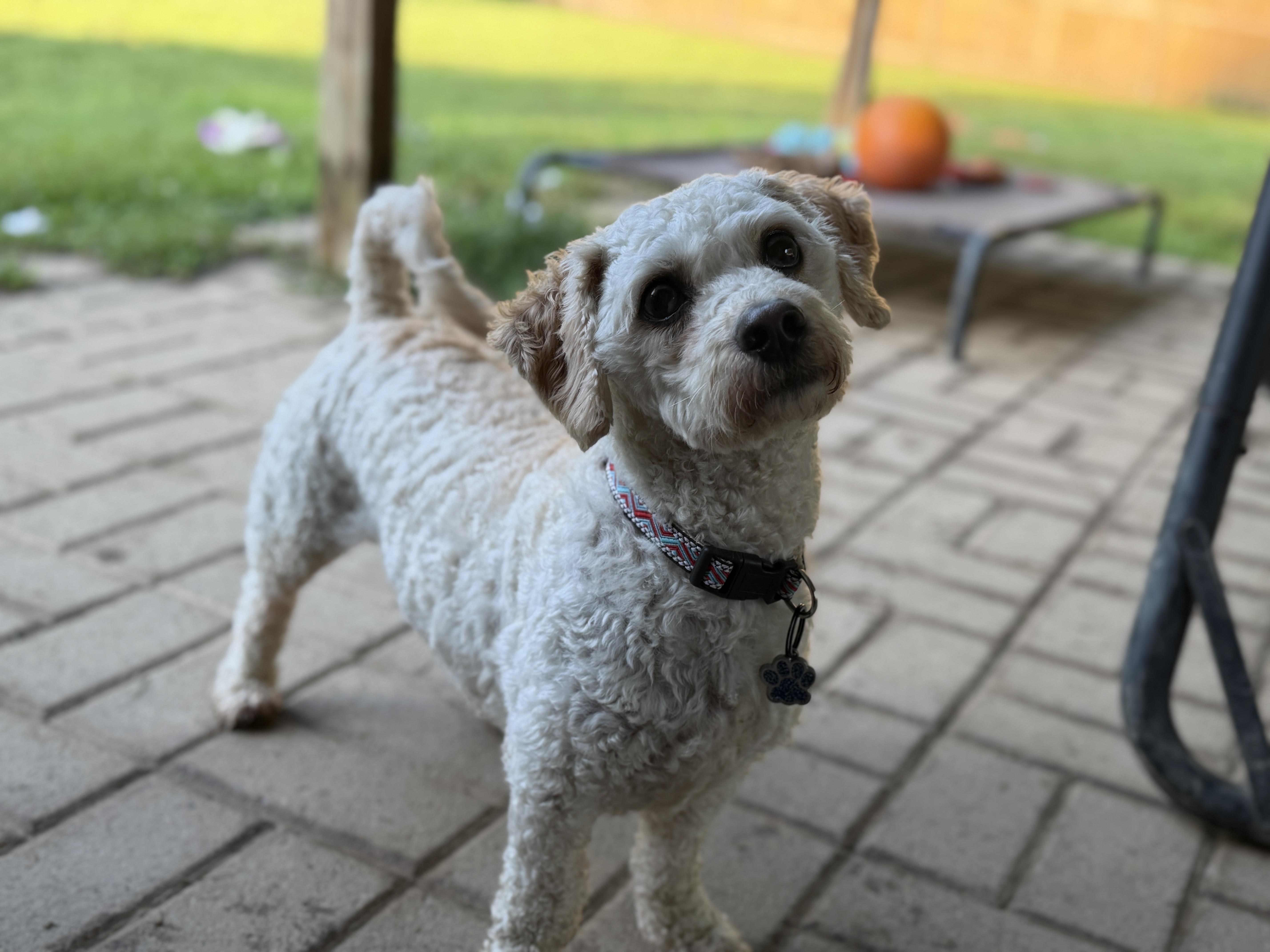 Harrison, adopted, Adult Male Bichon Frise & Miniature Poodle.