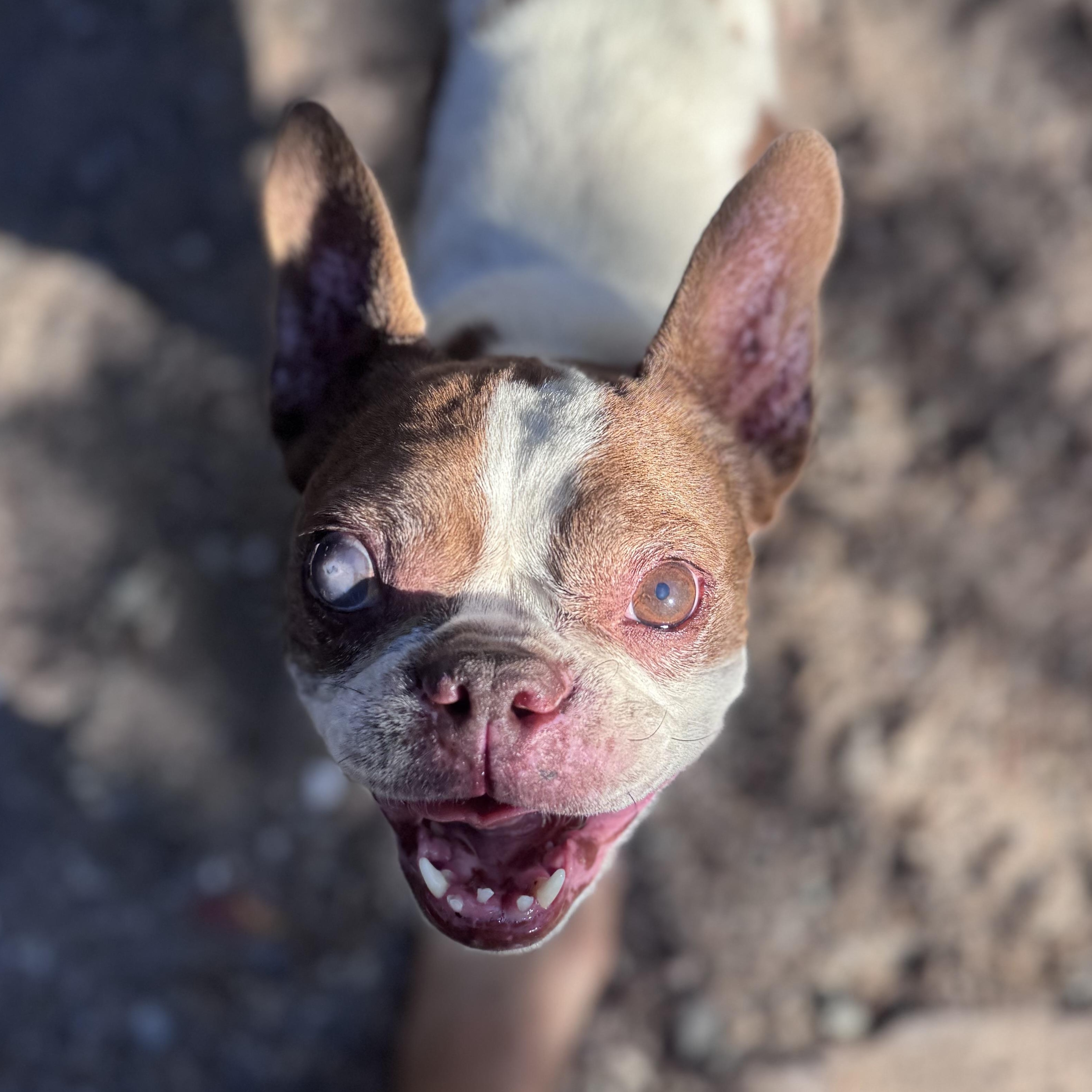 Peaches, ADOPTABLE, Senior Female Boston Terrier.