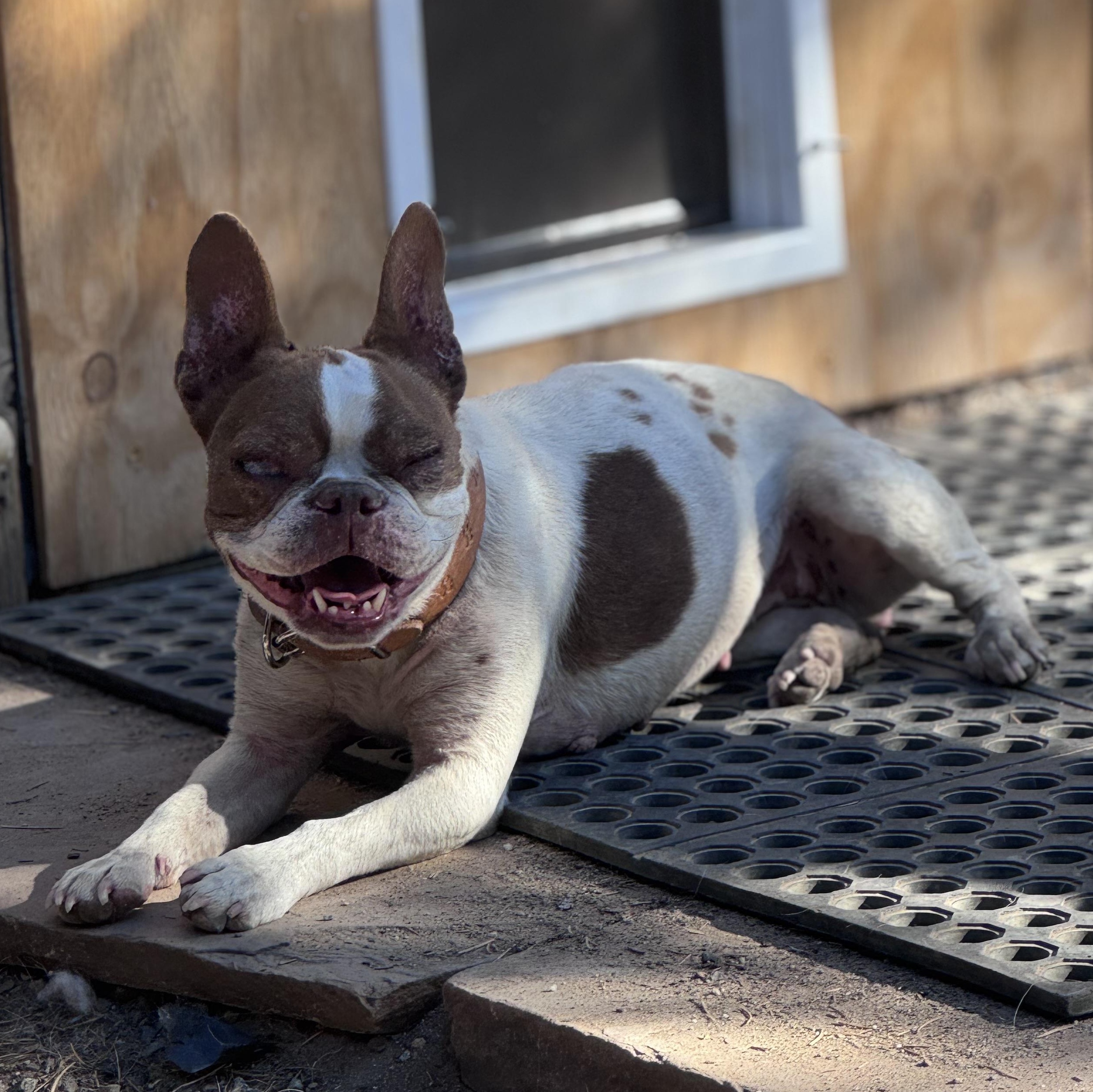 Peaches, a ADOPTABLE Boston Terrier in Carson, NM image 3/3