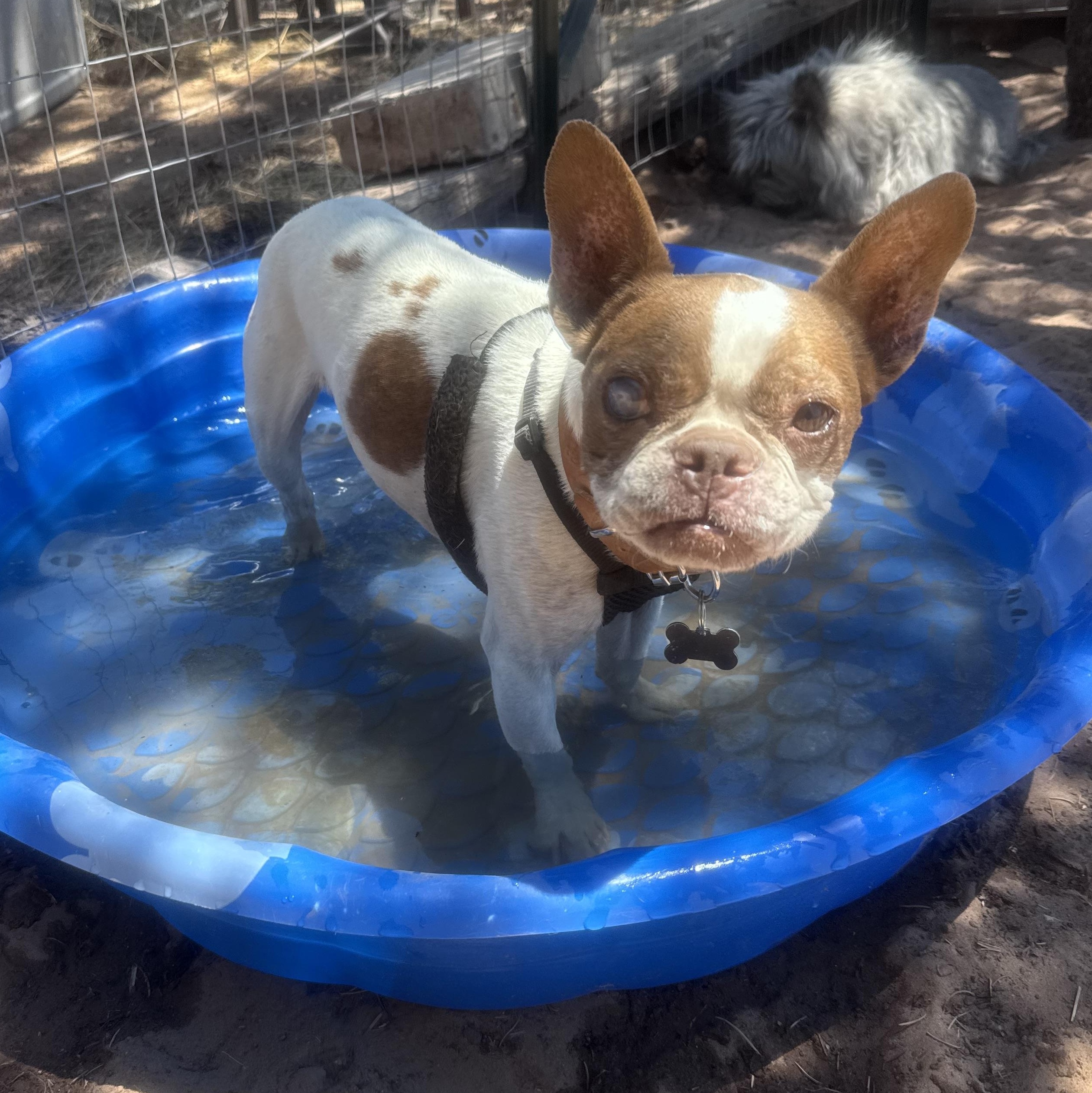 Peaches, a ADOPTABLE Boston Terrier in Carson, NM image 2/3