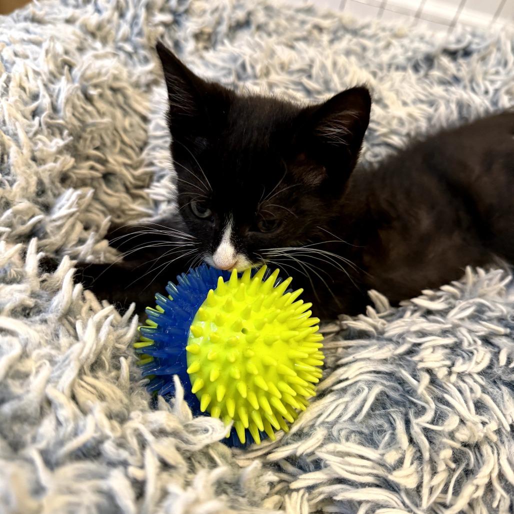 Enlarge Chimichurri, a ADOPTABLE Domestic Short Hair in Chattanooga, TN image 4/5