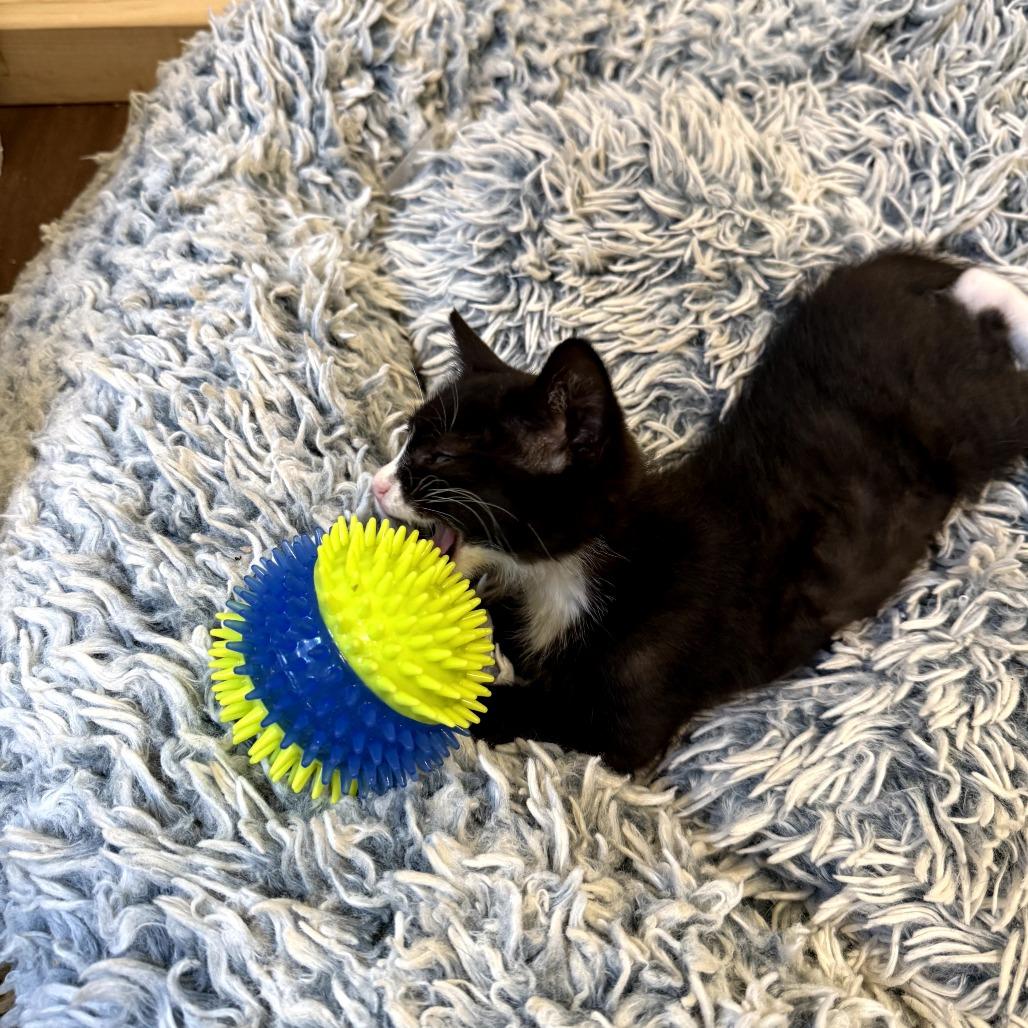 Enlarge Chimichurri, a ADOPTABLE Domestic Short Hair in Chattanooga, TN image 5/5