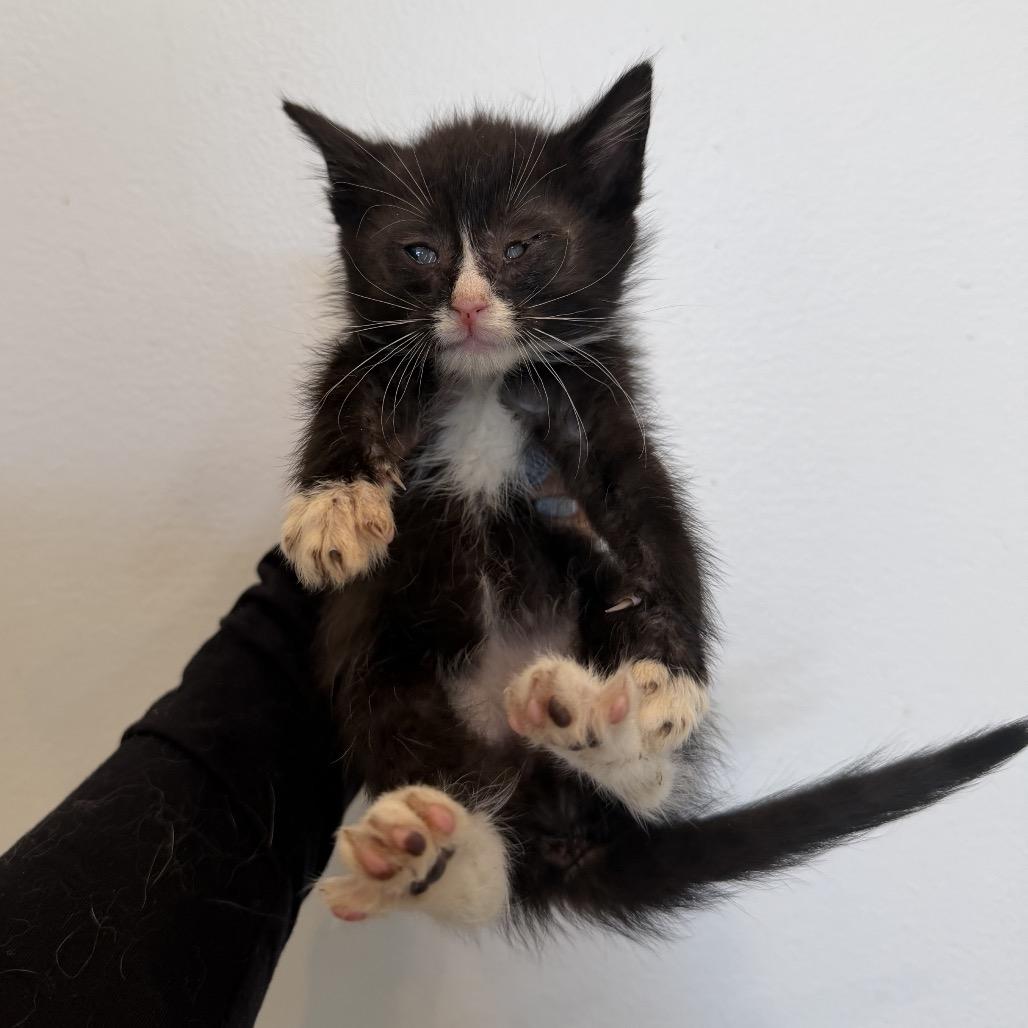 Enlarge Chimichurri, a ADOPTABLE Domestic Short Hair in Chattanooga, TN image 2/5