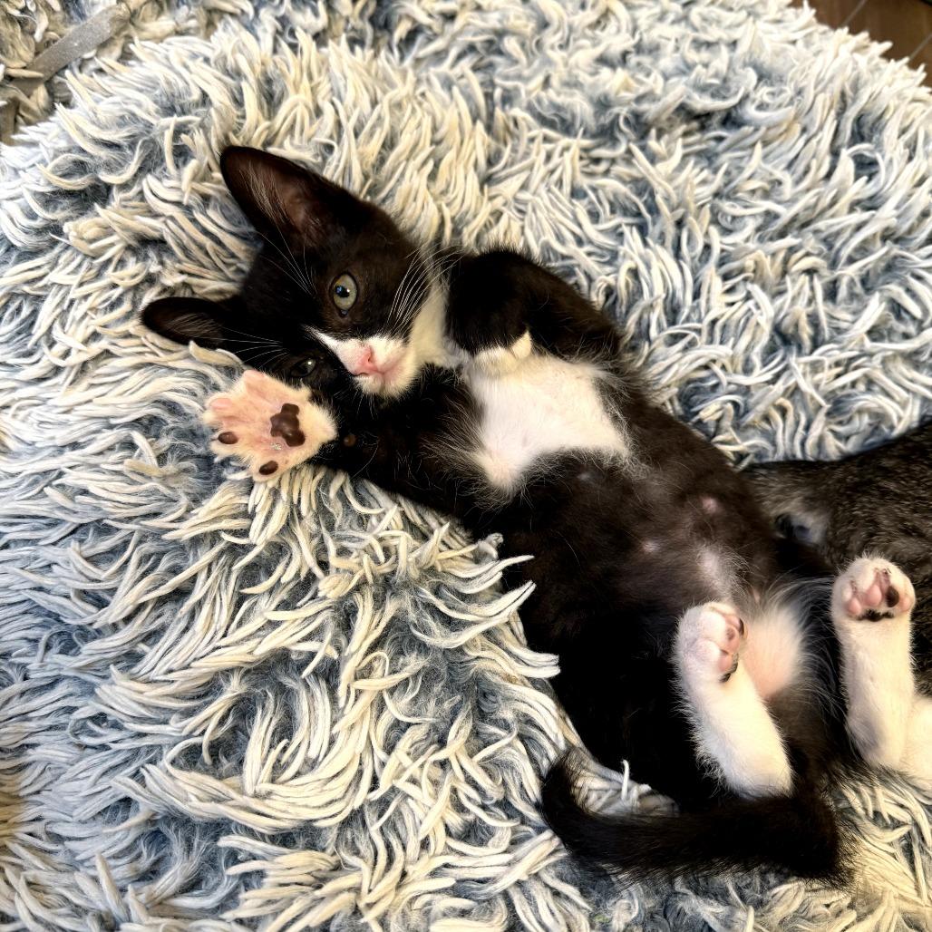 Enlarge Chimichurri, a ADOPTABLE Domestic Short Hair in Chattanooga, TN image 3/5