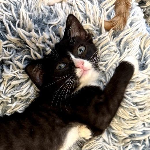 Enlarge Chimichurri, a ADOPTABLE Domestic Short Hair in Chattanooga, TN image 1/5