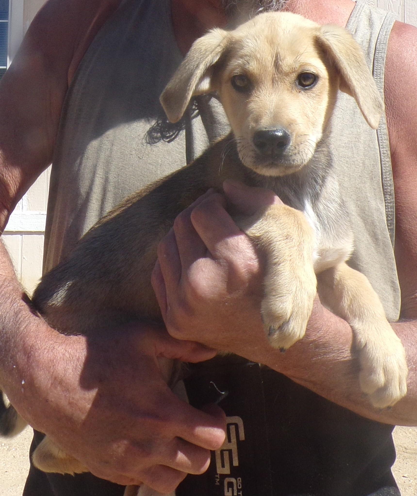 Enlarge HUNTER, a Adoptable mixed breed in Corona, CA image 1/3