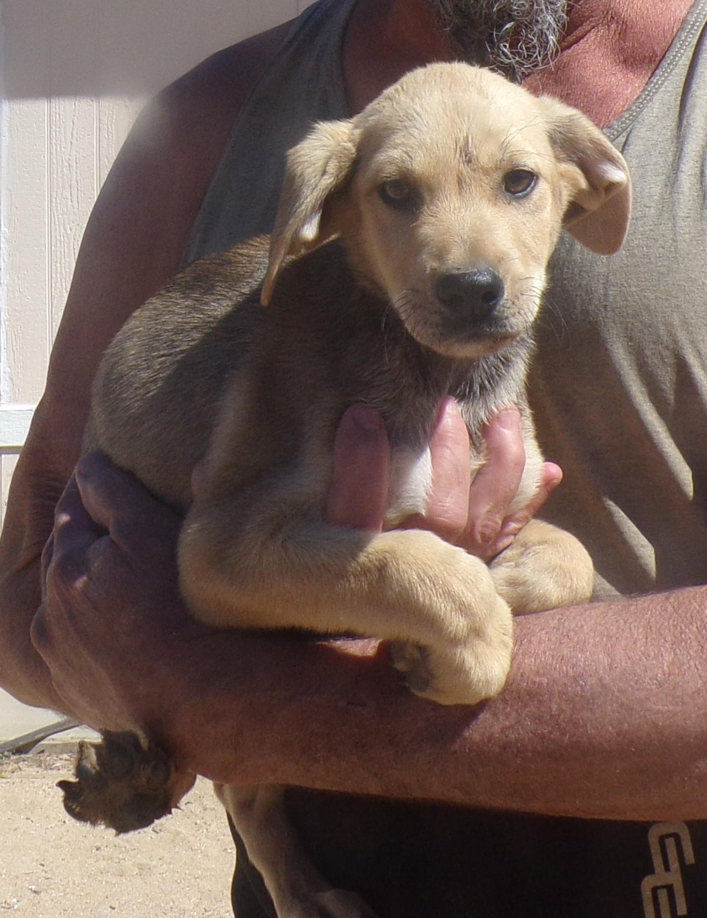 Enlarge HUNTER, a Adoptable mixed breed in Corona, CA image 2/3