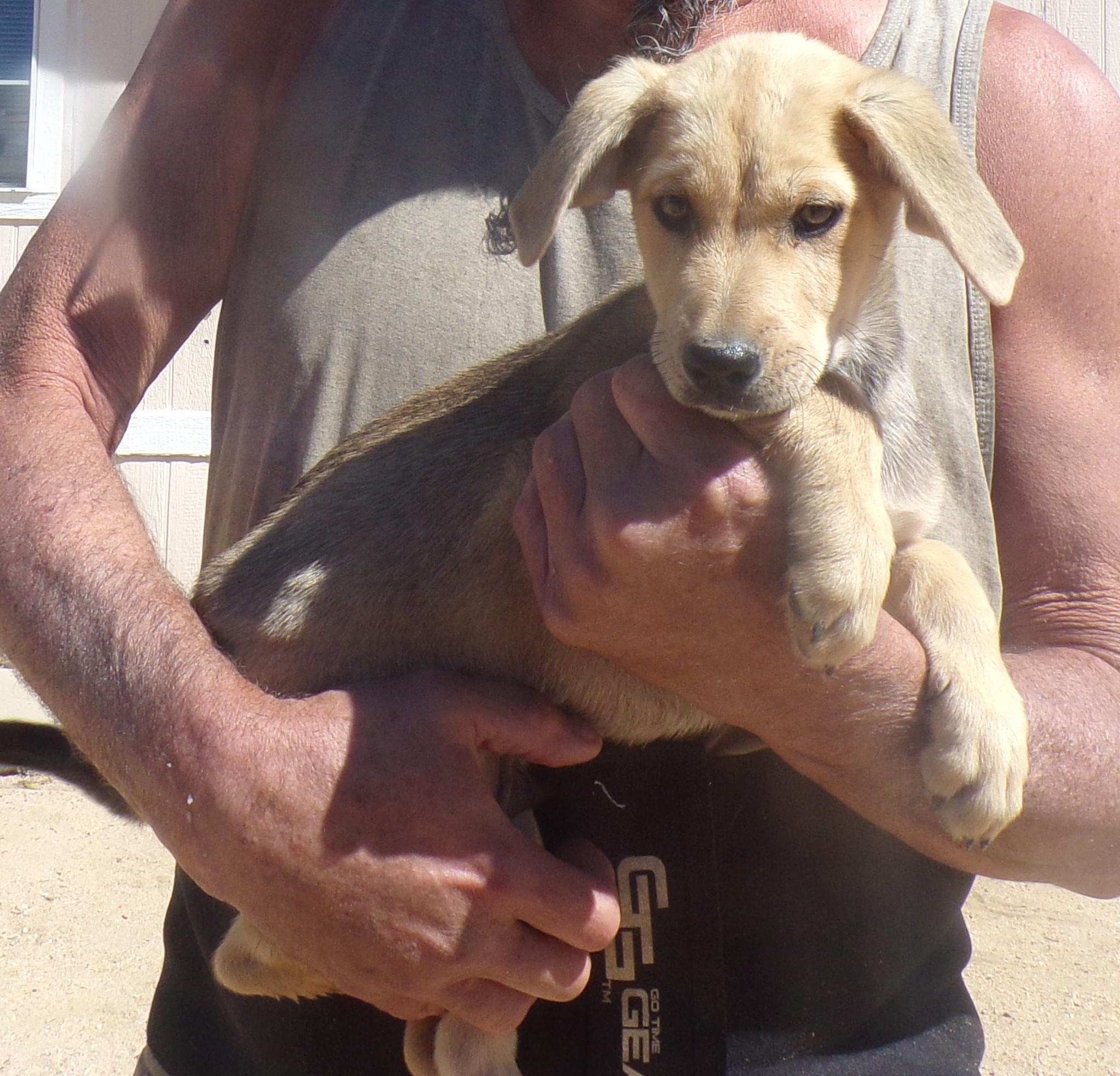 Enlarge HUNTER, a Adoptable mixed breed in Corona, CA image 3/3