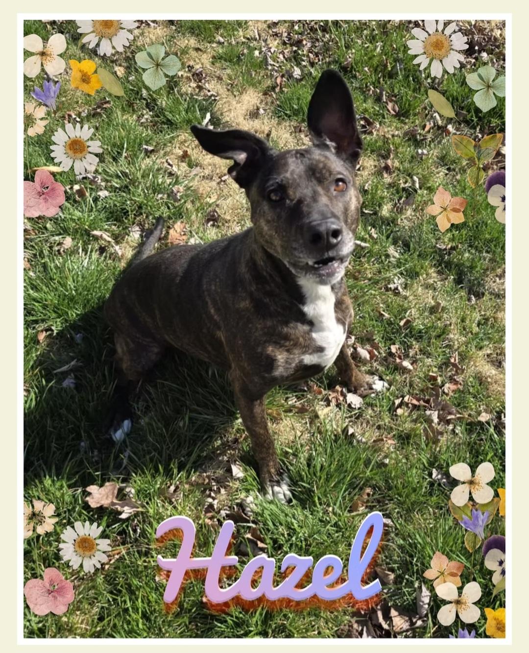 Hazel, Adoptable, Adult Female Pit Bull Terrier.